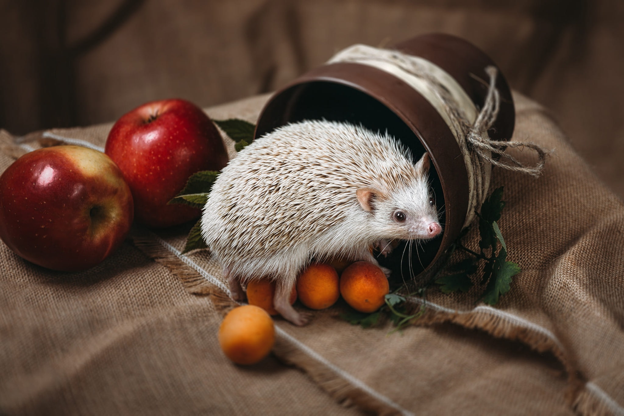 hedgehog, fruit, animals, 1080P, food, apples, HD Wallpaper