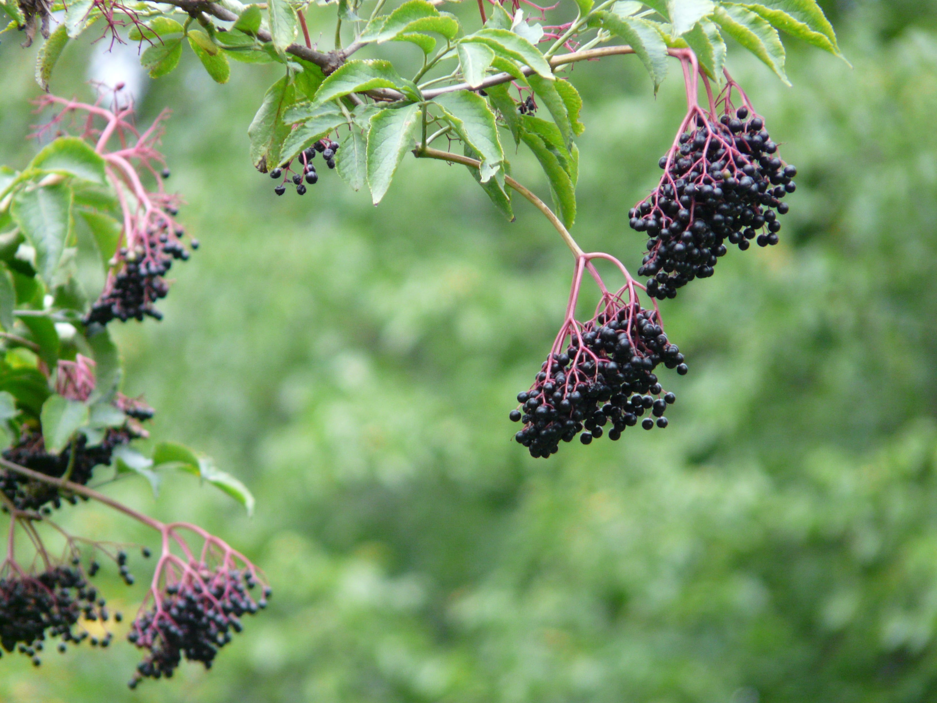 beauty in nature, freshness, ripe, flower, food, blackberry - fruit, plant part, purple, outdoors, black, healthy eating, holder bush, leaf, agriculture, HD Wallpaper