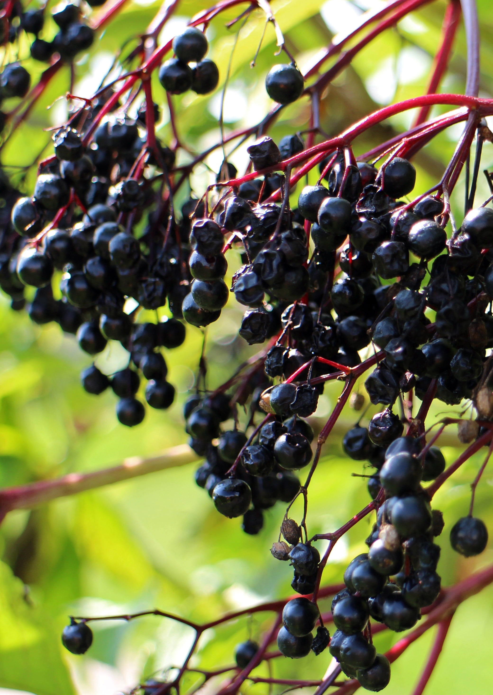 berries, fruit, bush, cure, sunlight, holler, shrub, food, berry fruit, hanging, day, tree, food and drink, outdoors, 2K, sambucus, black elderberry, freshness, Phone HD Wallpaper