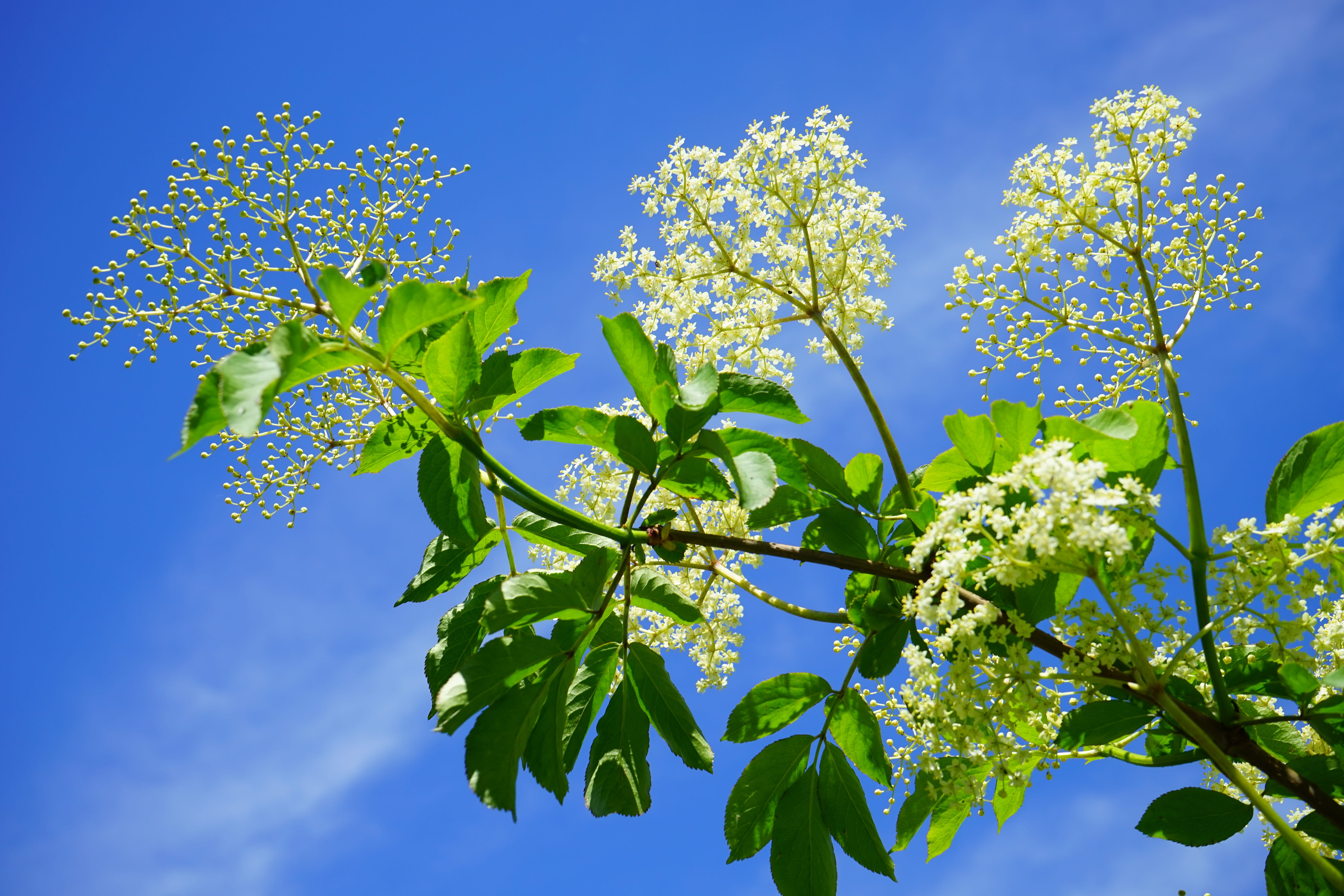 blossom, gardening, agriculture, bloom, adoxaceae, sambucus, blue, low angle view, holder, nature, flower, branch, herb, summer, ripe, lilac, sky, tree, HD Wallpaper
