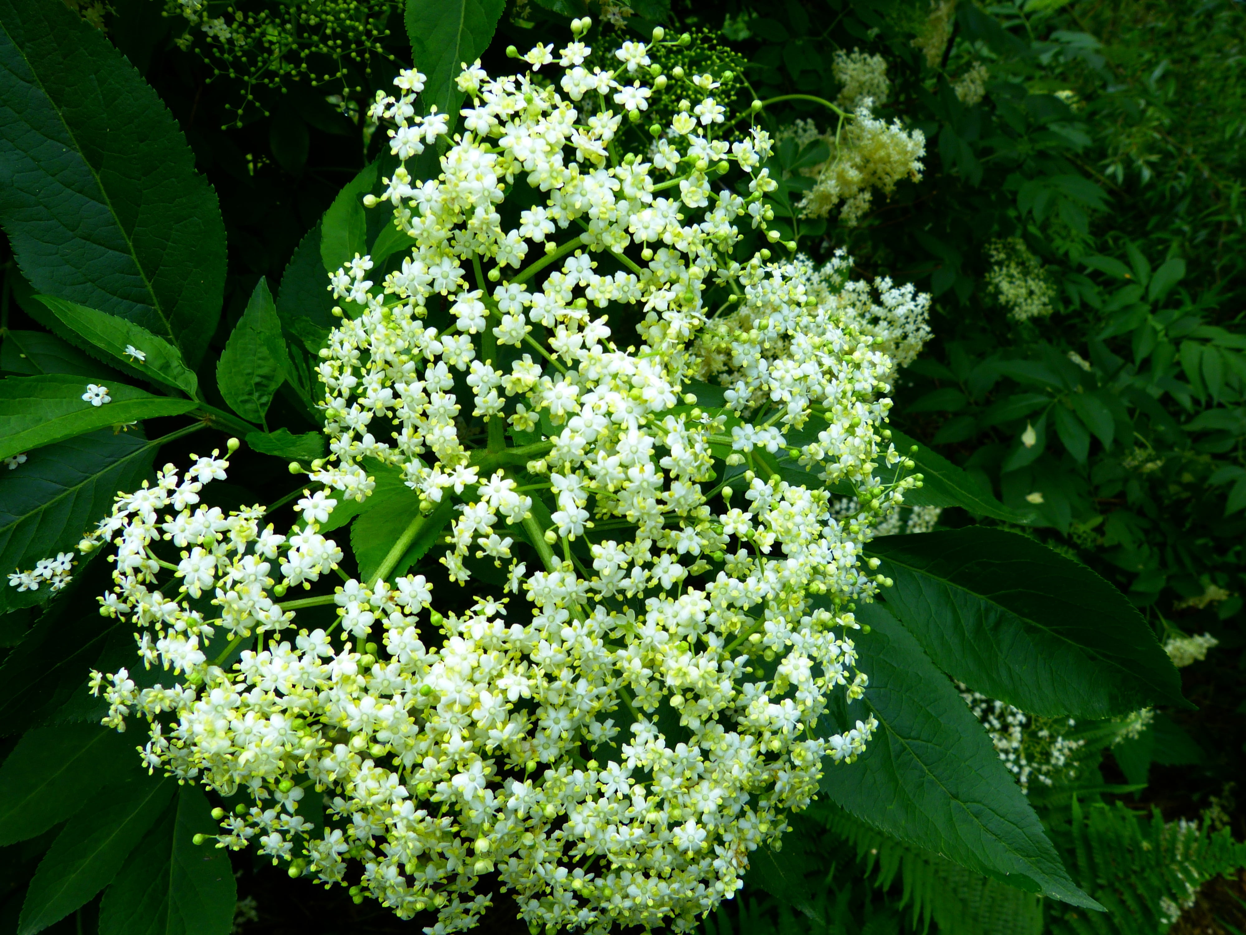 day, plant part, bush, inflorescence, botany, no people, nature, sunlight, elder, adoxaceae, freshness, outdoors, close-up, tree, leaf, holler, flower head, HD Wallpaper