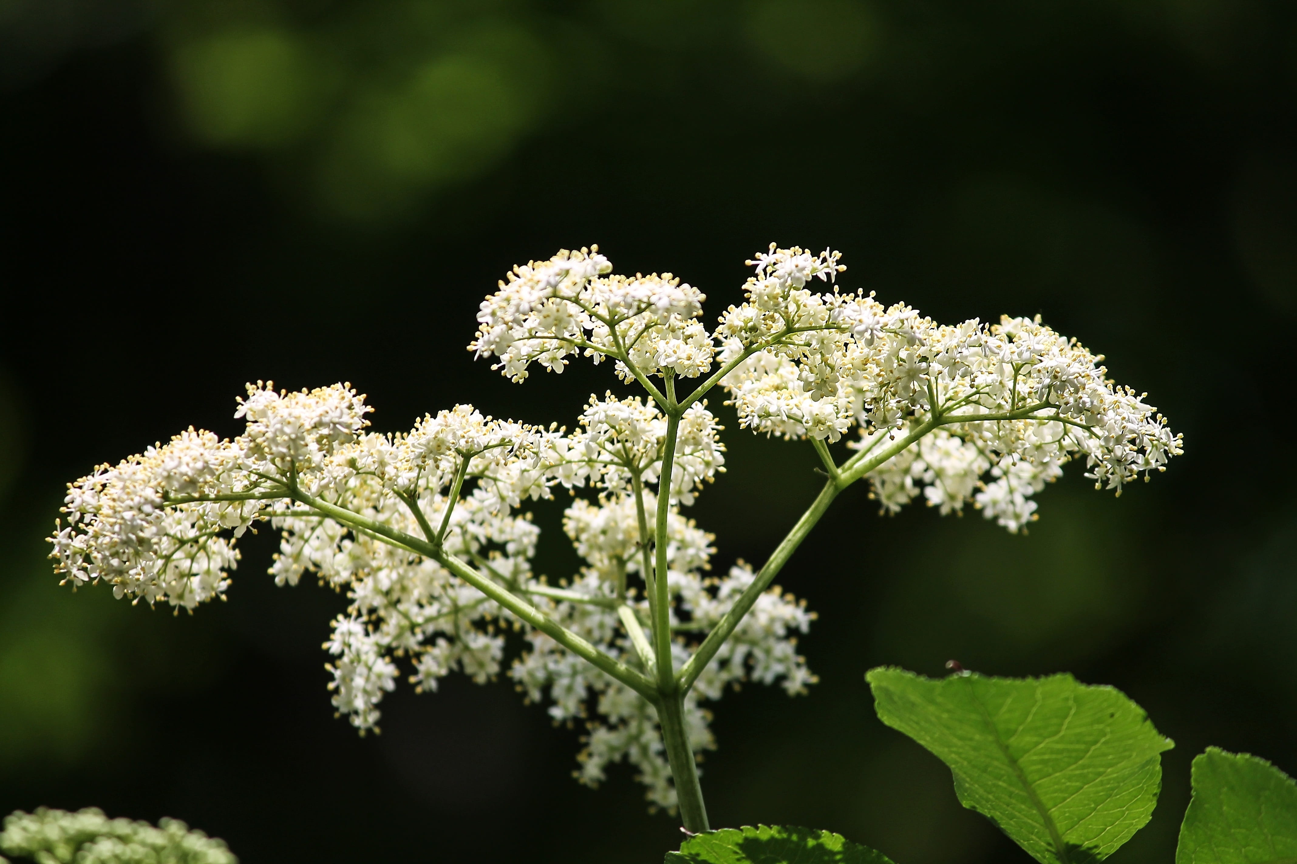 bush, bloom, elder, elderflower, flower head, fragility, holler, sky, springtime, adoxaceae, elder buds, holder bush, white green, white color, sambucus, HD Wallpaper