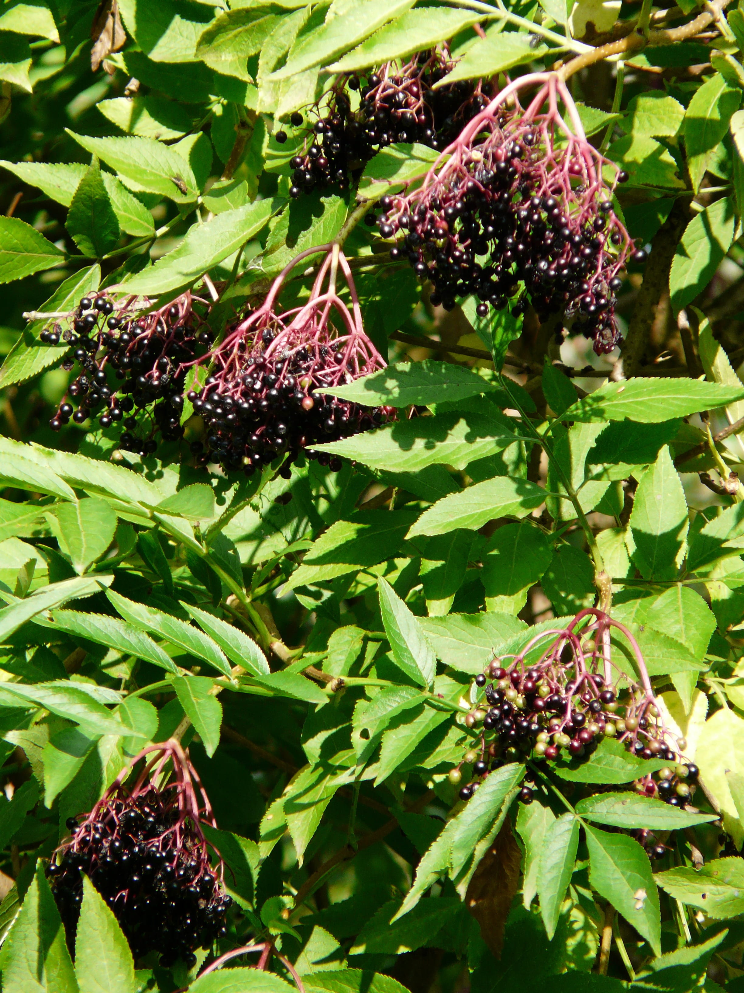holder bush, sunlight, food and drink, elder, purple, berries, sambucus nigra, day, food, nature, lilac, no people, flower, outdoors, black, close-up, black elderberry, Phone HD Wallpaper
