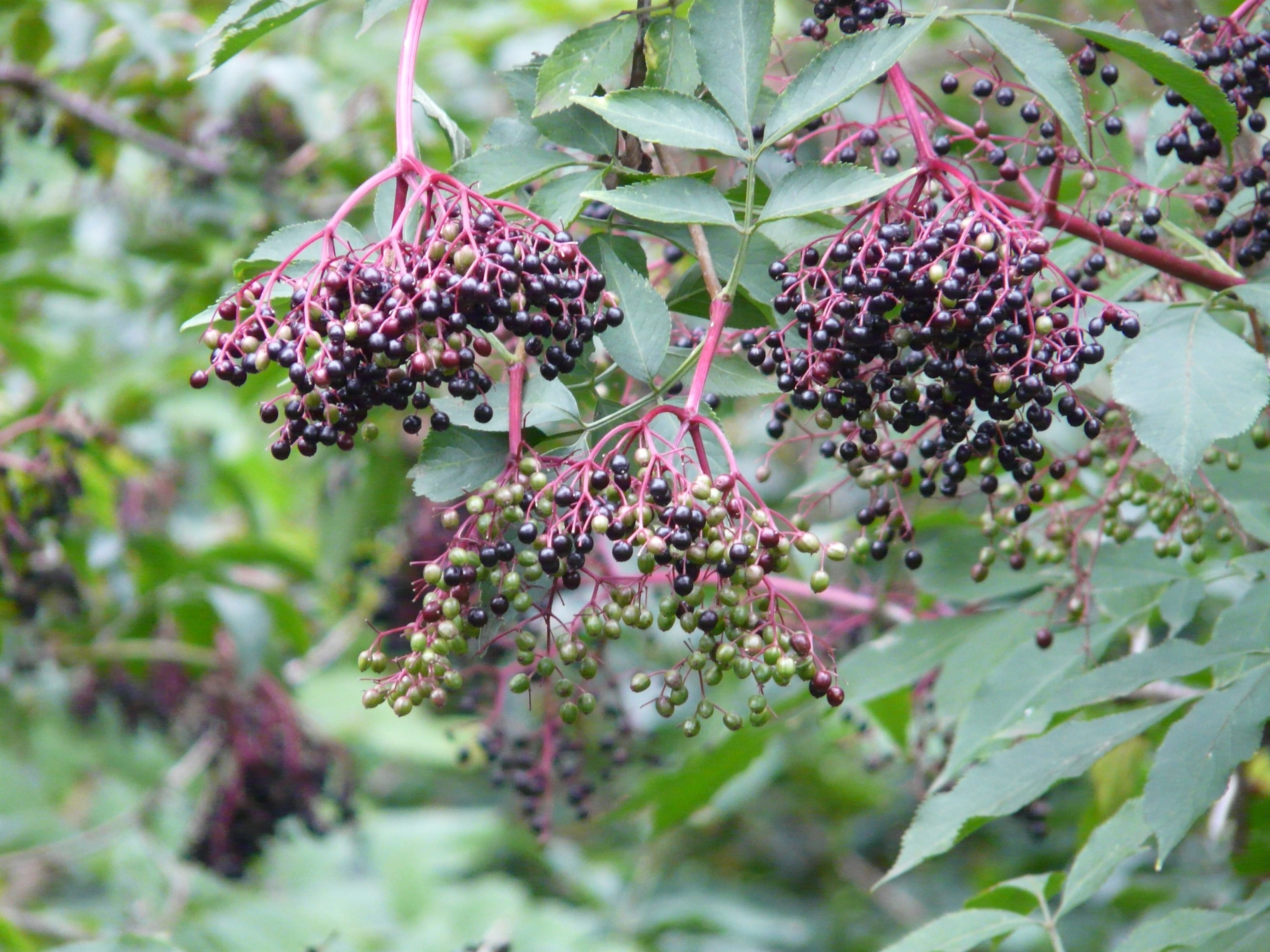 outdoors, selective focus, holder bush, plant part, beauty in nature, food, growth, no people, freshness, fruits, 2K, food and drink, plant, purple, black, HD Wallpaper