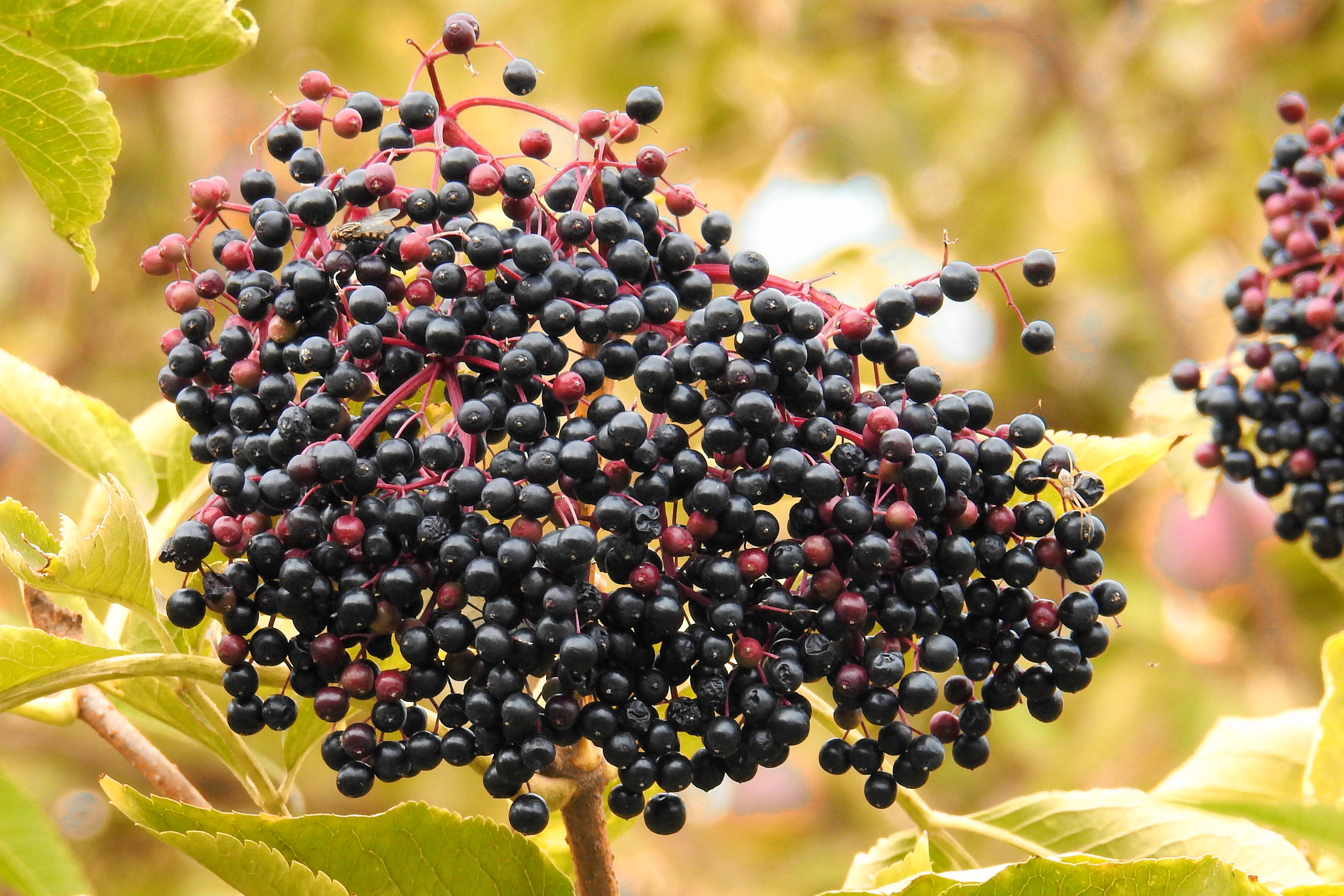 plant, plant part, tree, nature, close-up, food, outdoors, focus on foreground, 4K, large group of animals, healthy eating, elder, fruit, bush, growth, HD Wallpaper