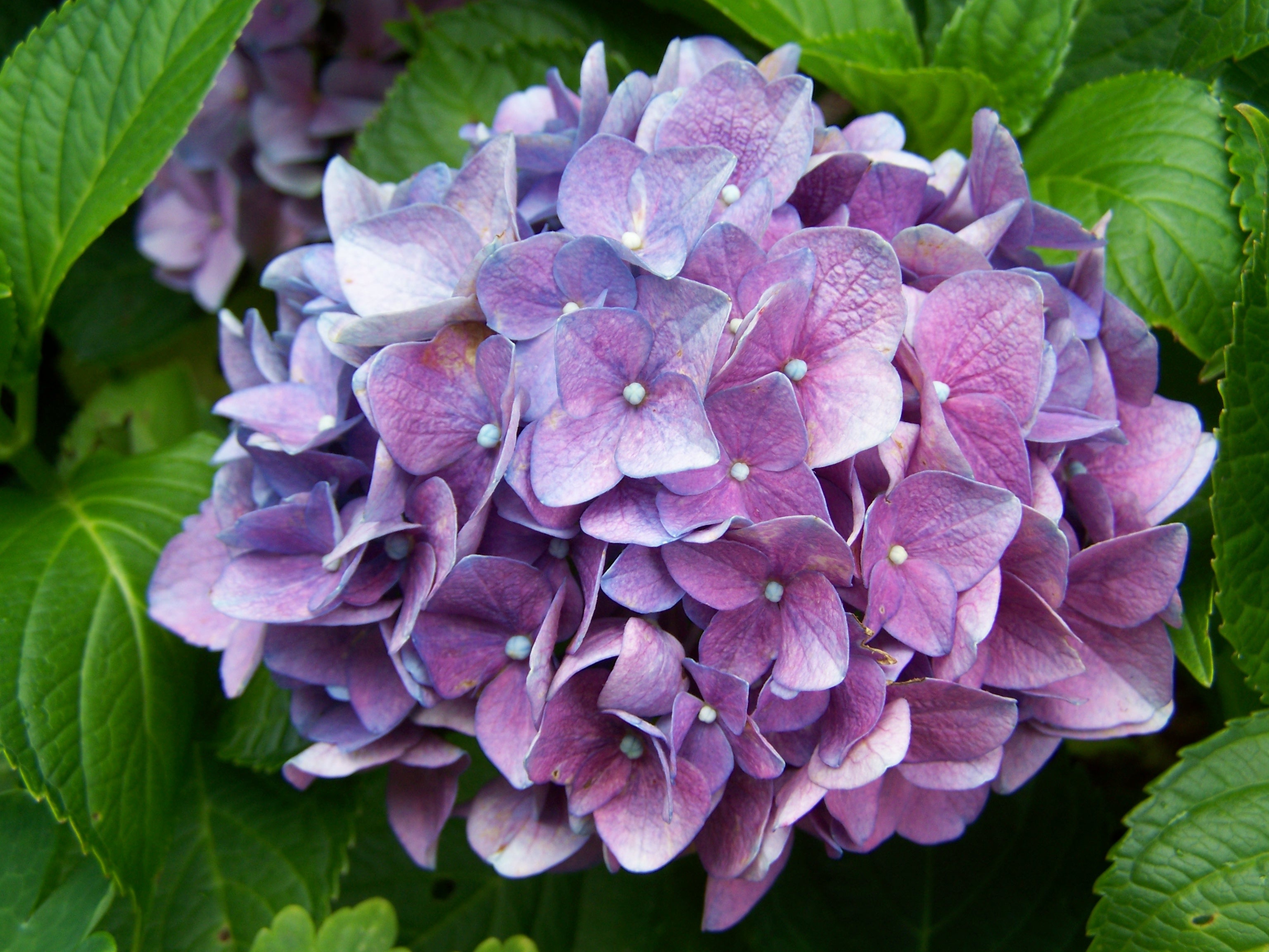 plant, summer, close-up, leaf, purple, petal, lilac, bunch of flowers, summer flower, vulnerability, bluish-purple hydrangea, fragility, growth, flowers, HD Wallpaper