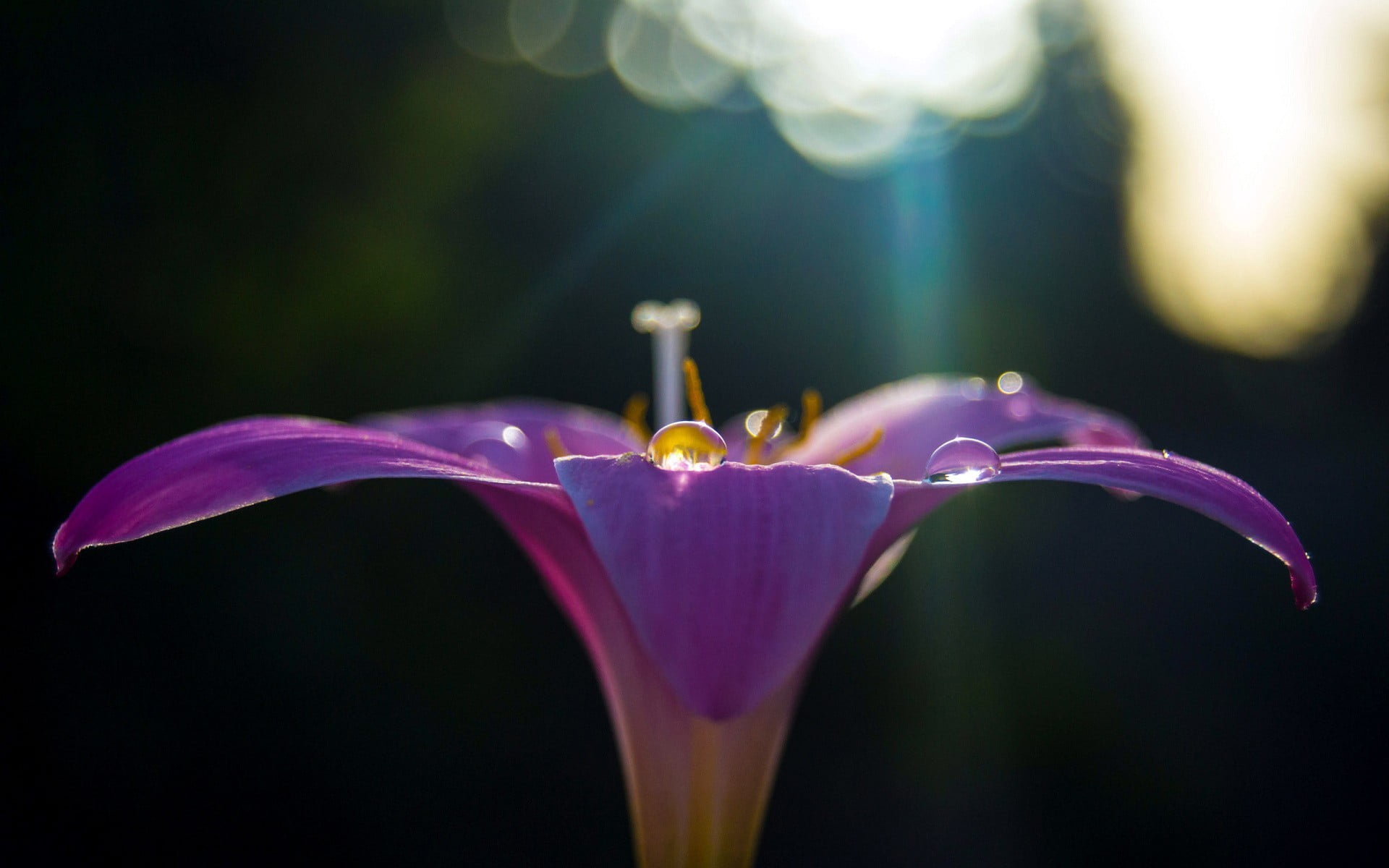 nature, plants, sunlight, dew, 1080P, water drops, macro, purple flowers, flowers, HD Wallpaper