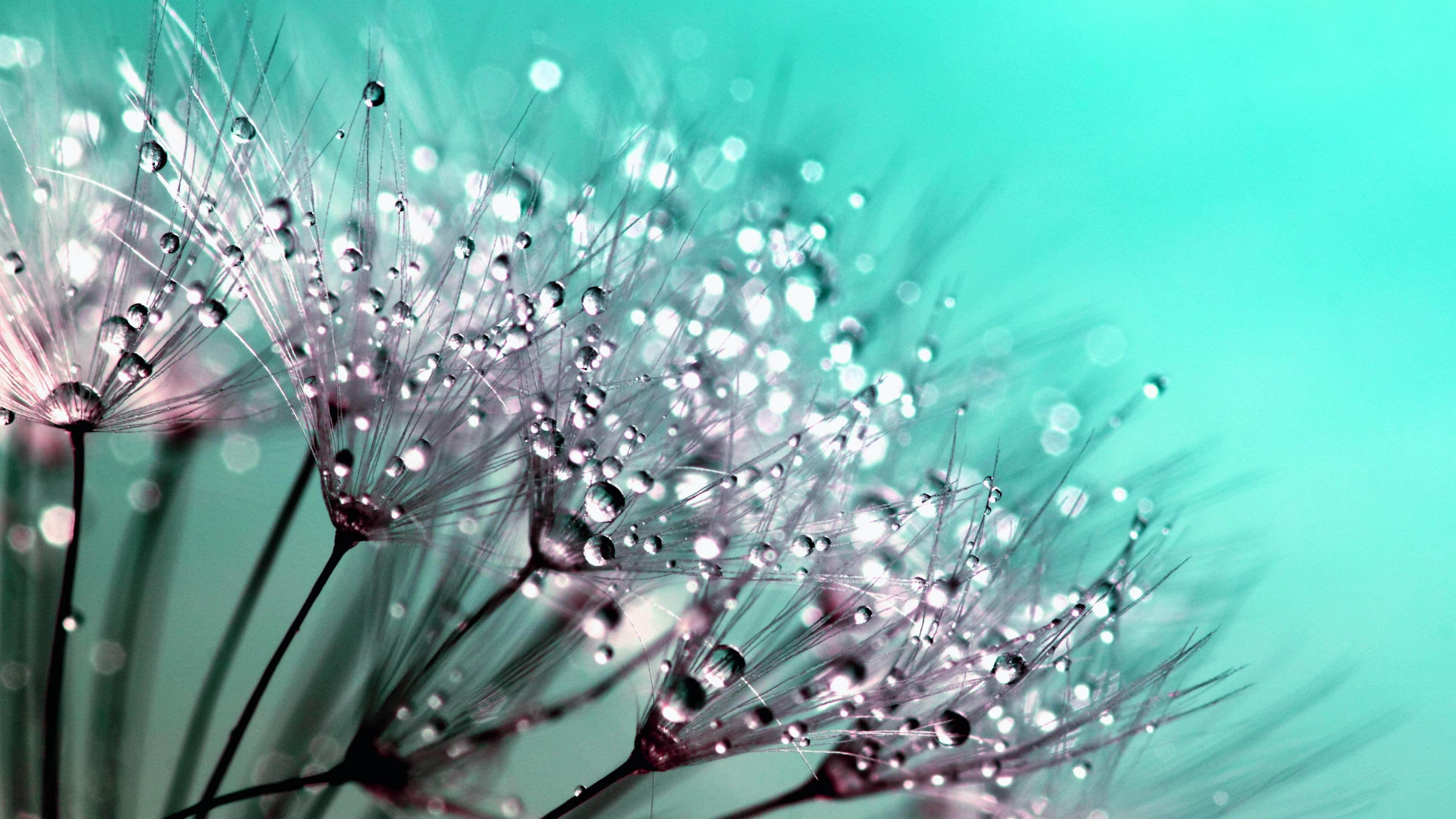 water drops, dew, macro, drops, flower, 4K, HD Wallpaper
