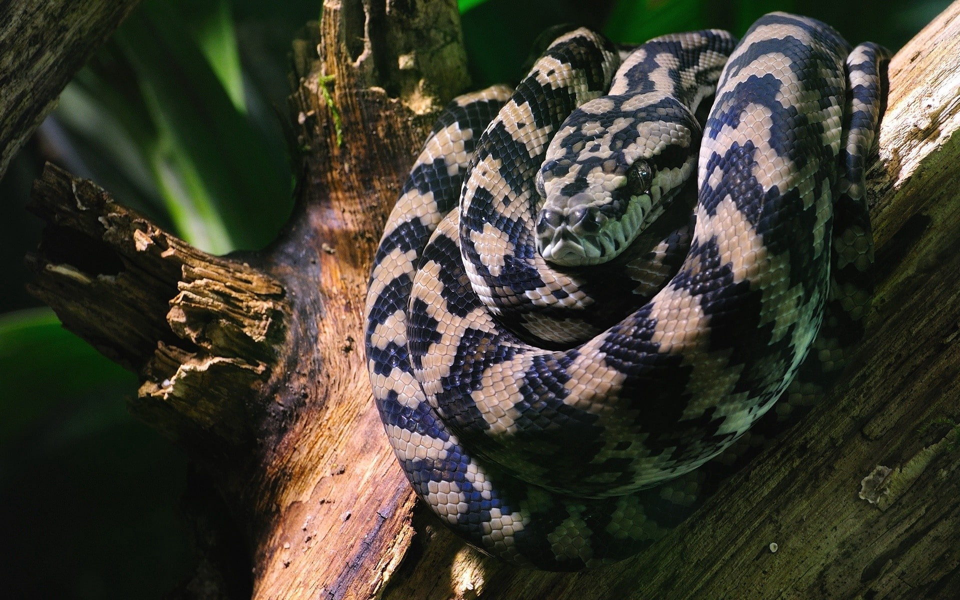 1080P, spotted, wood, predatory, snake, HD Wallpaper