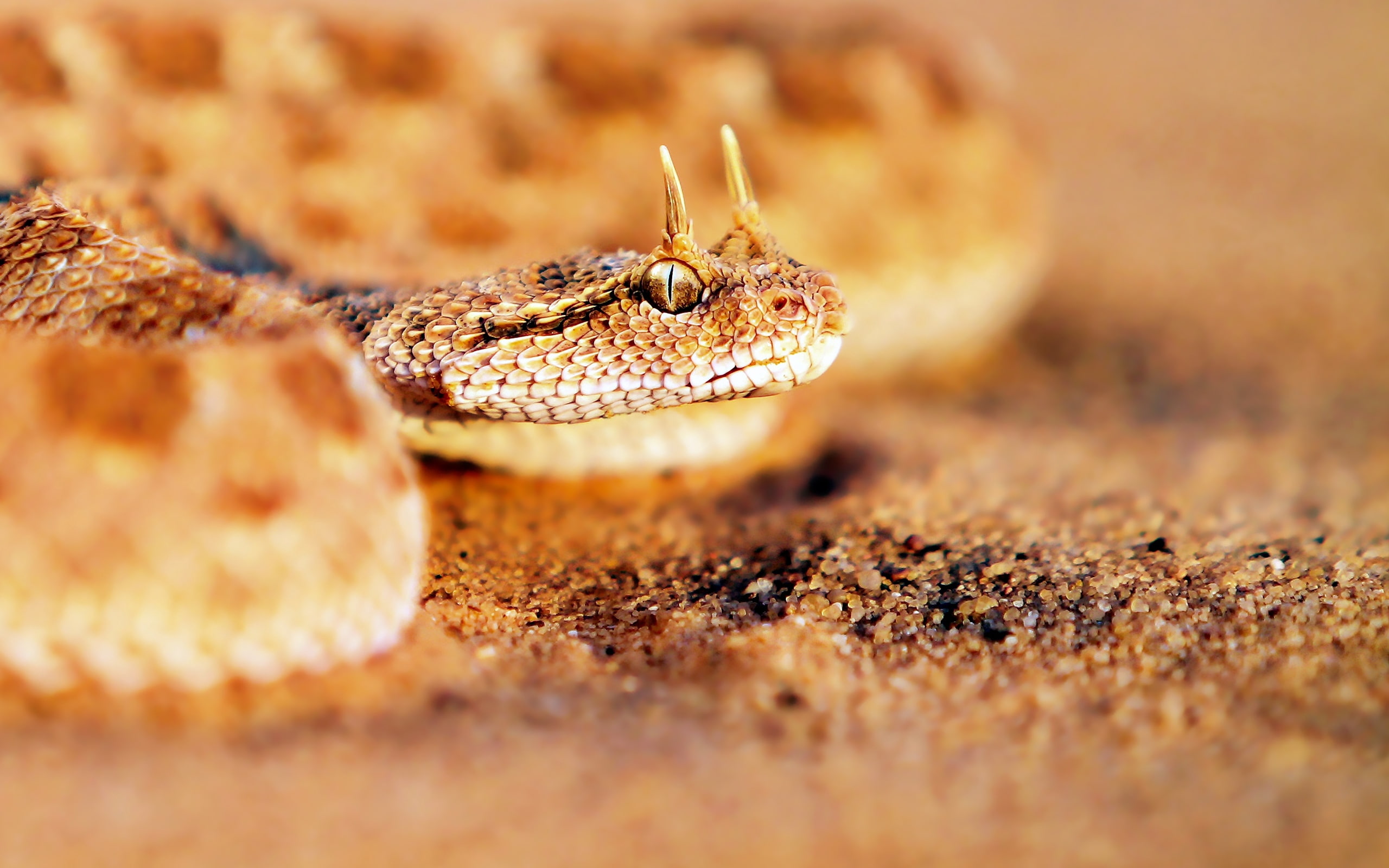 snake, predatory, sand, face, 2K, HD Wallpaper