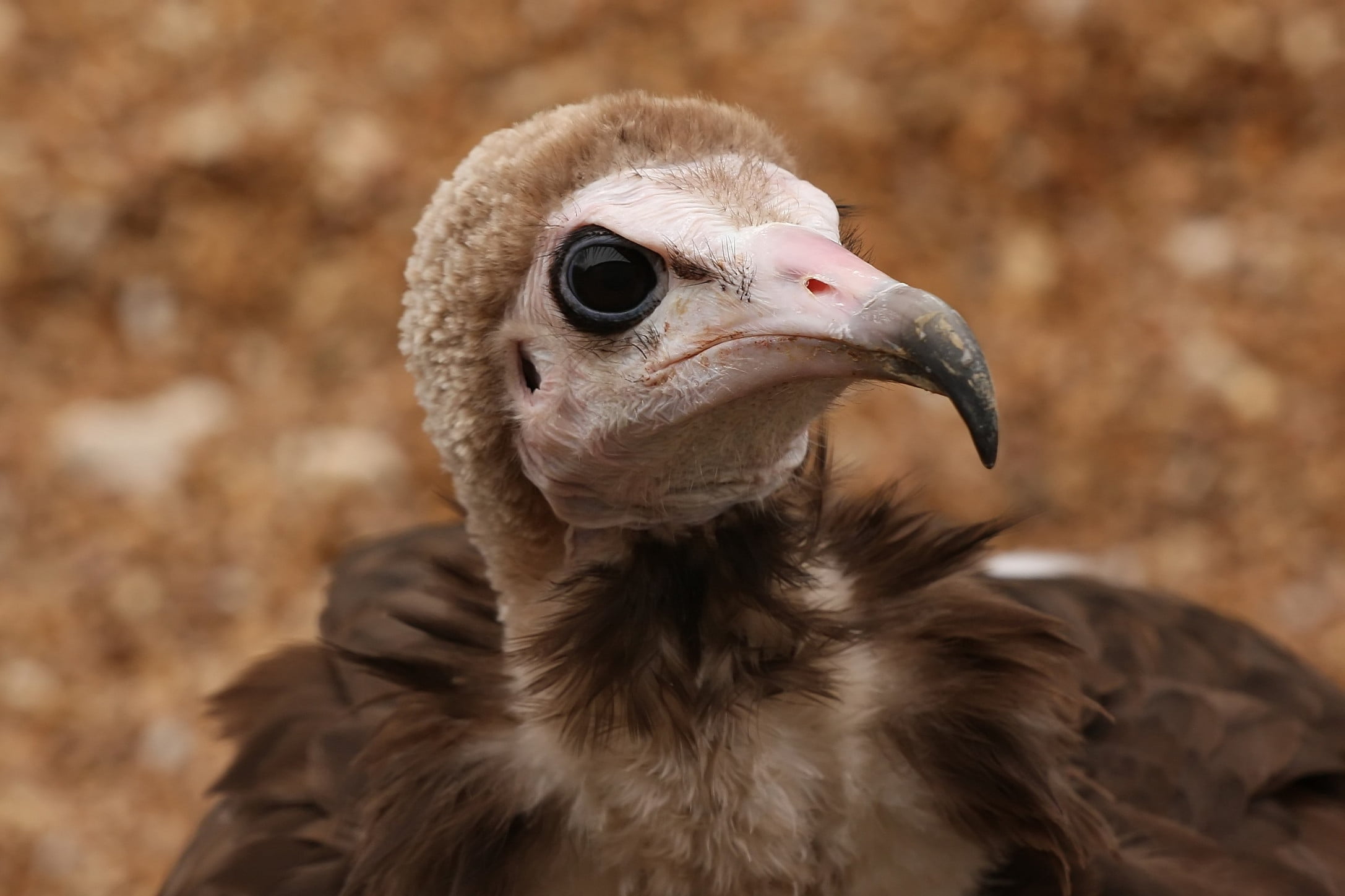 wildlife, portrait, 1080P, vulture, animal, beak, animal themes, no People, animal body part, chick, day, nature, brown, animal eye, animal Head, one Animal, HD Wallpaper