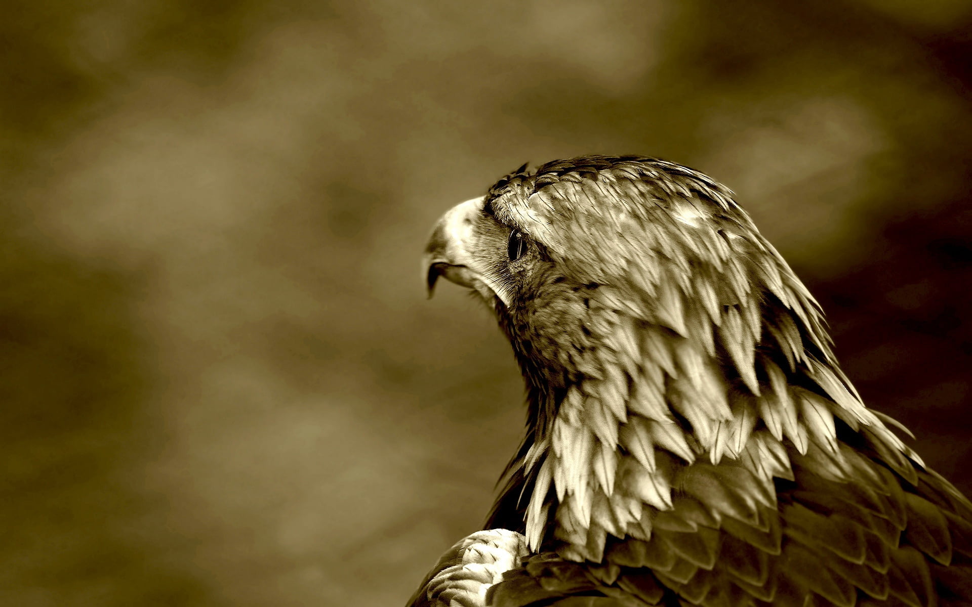 falconry, hawk - Bird, outdoors, buzzard, wildlife, animal, nature, falcon - Bird, animal Eye, close-up, beak, animal Head, predatory look, photography, HD Wallpaper