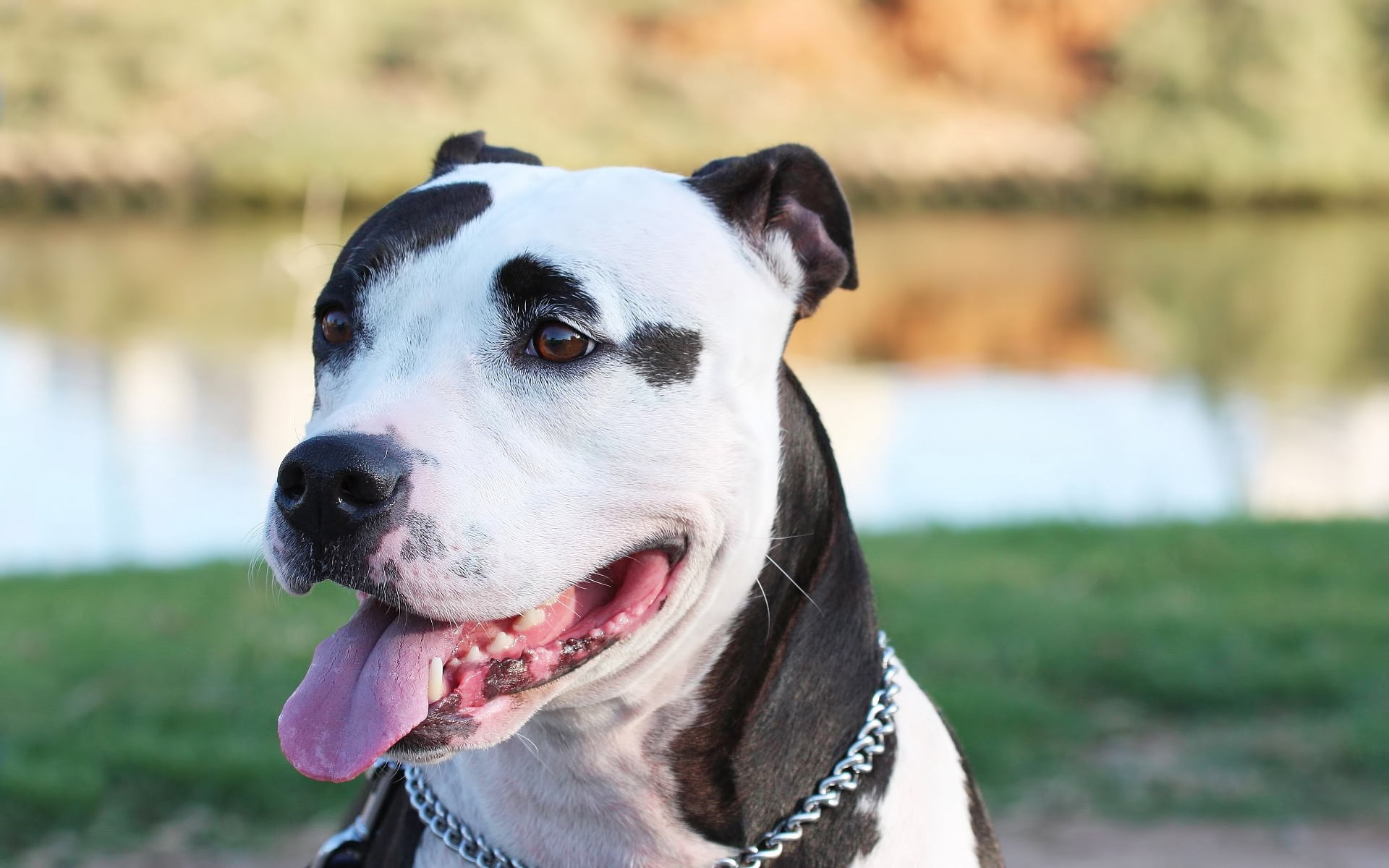 animal, nature, purebred Dog, pit Bull Terrier, domestic, park - Man Made Space, dog, summer, black Color, one Animal, canine, puppy, white, 1080P, day, HD Wallpaper