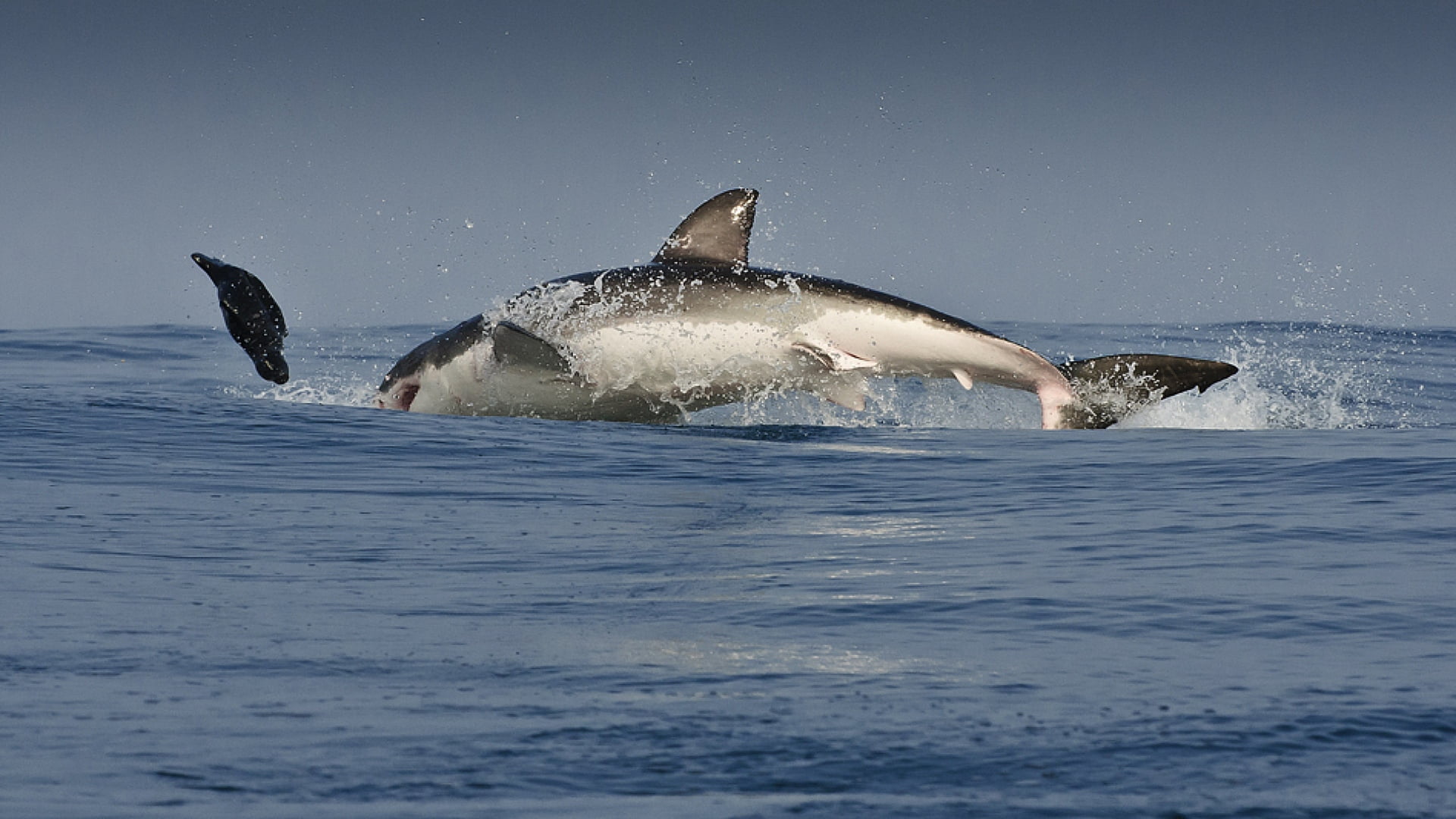 animals in the wild, dolphin, water, pacific Ocean, bottle-nosed Dolphin, outdoors, animal themes, 1080P, action, animal wildlife, jump, nature, vertebrate, HD Wallpaper