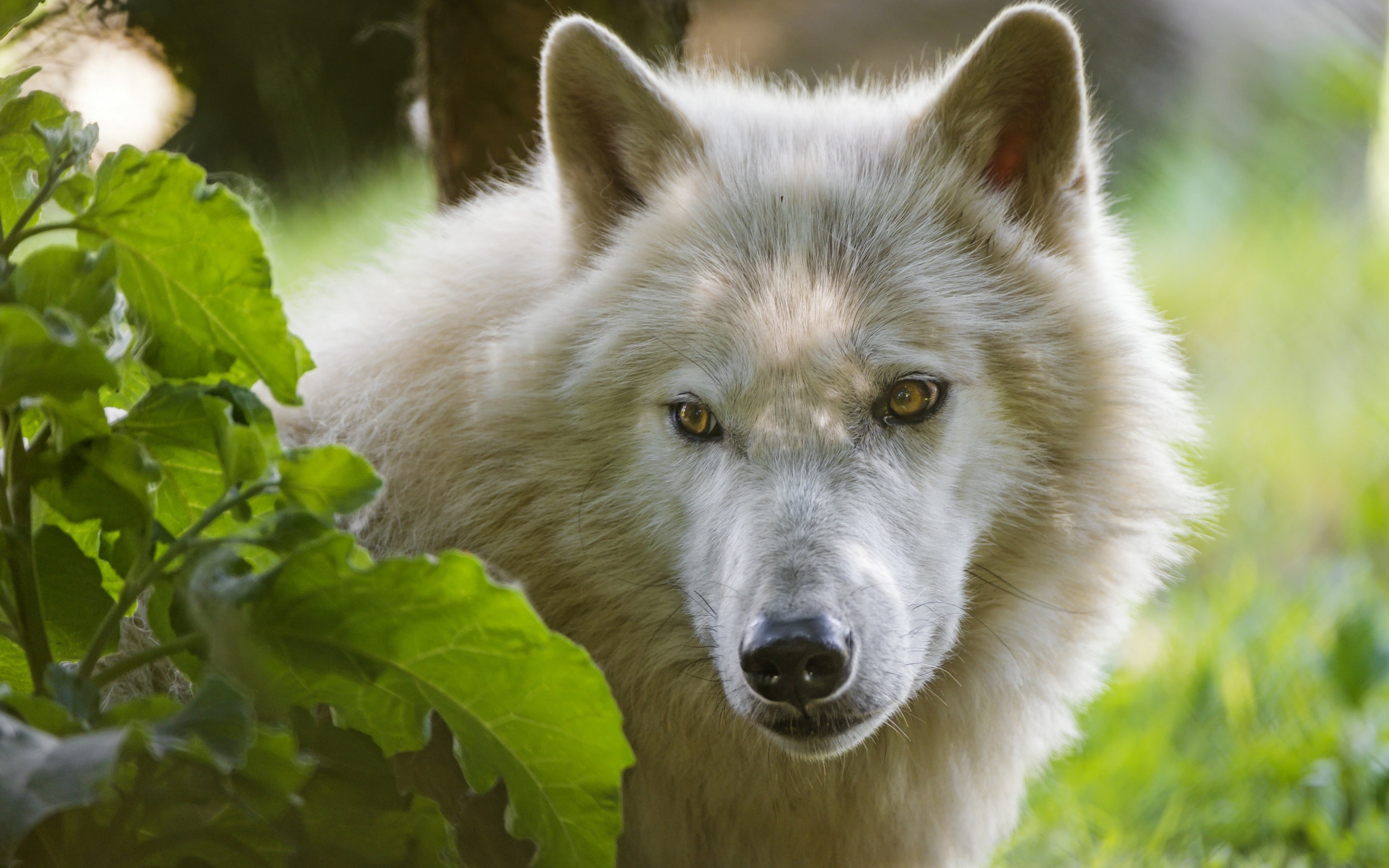 wolf, predatory backgrounds, 4K, white, View, HD Wallpaper