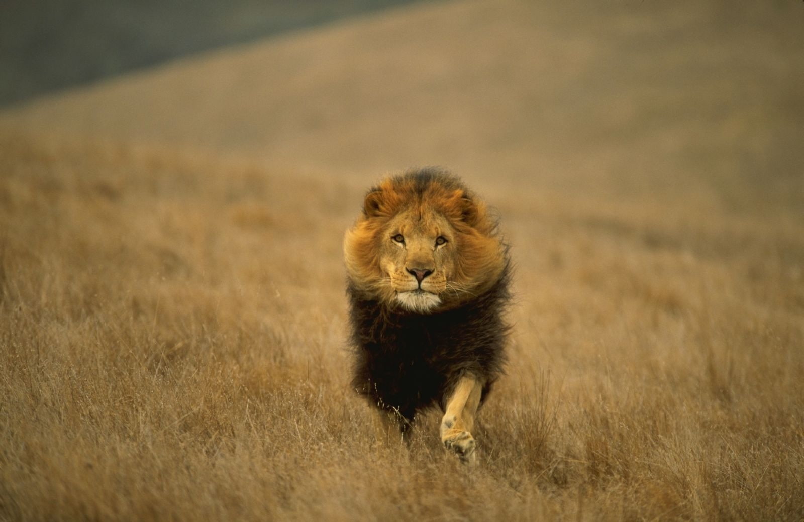 feline, lion, undomesticated cat, grass, looking at camera, predatory, animal, brown, animals, animals hunting, one animal, big cat, survival, vertebrate, HD Wallpaper
