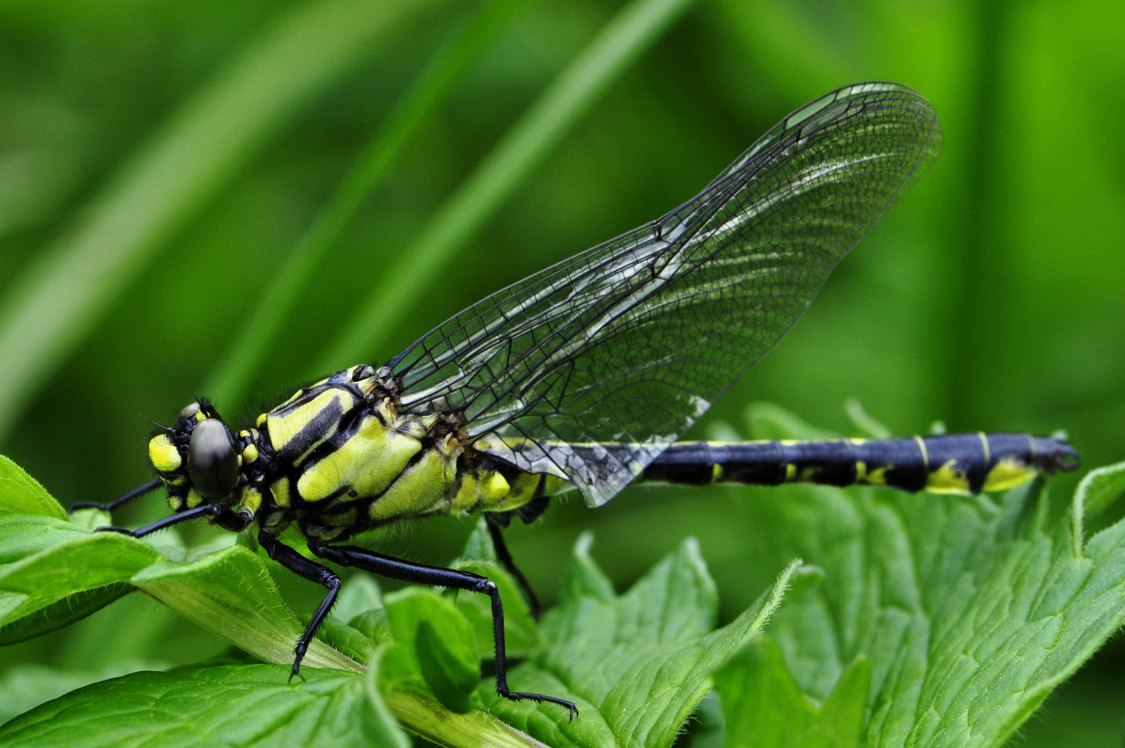 focus on foreground, dragon, ly, no people, animal wildlife, animal, damselfly, invertebrate, day, dragonfly, plant, plant part, yellow, nature, one animal, HD Wallpaper
