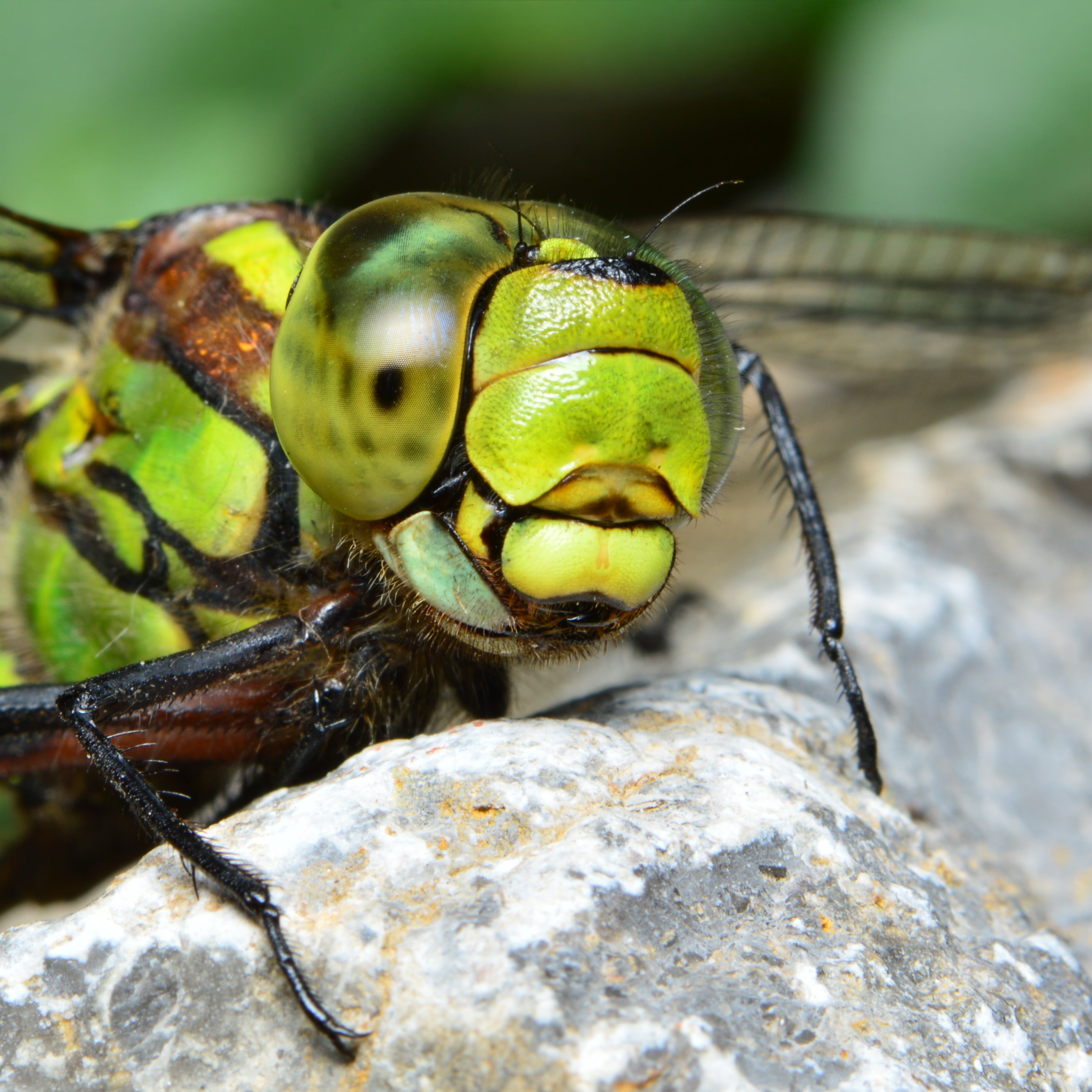 flight insect, animal head, dragonfly, rock - object, no people, rock, animal wildlife, close-up, close, focus on foreground, animal themes, 2K, animals in the wild, Phone HD Wallpaper