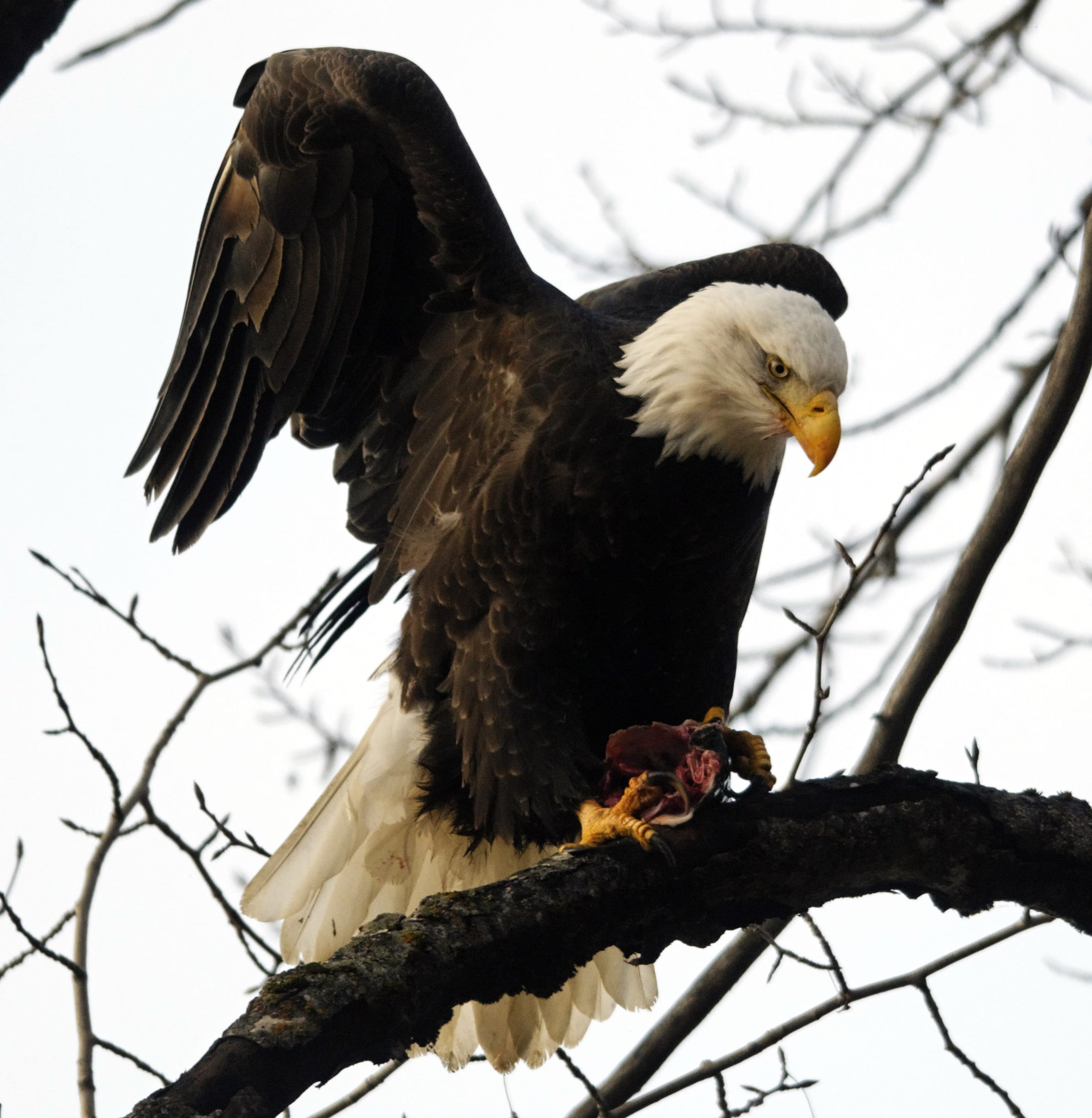 bird, eagle, perching, 1080P, day, outdoors, bald eagle, predator, animal wildlife, nature, sky, no people, bird of prey, one animal, eagle - bird, animal, Phone HD Wallpaper