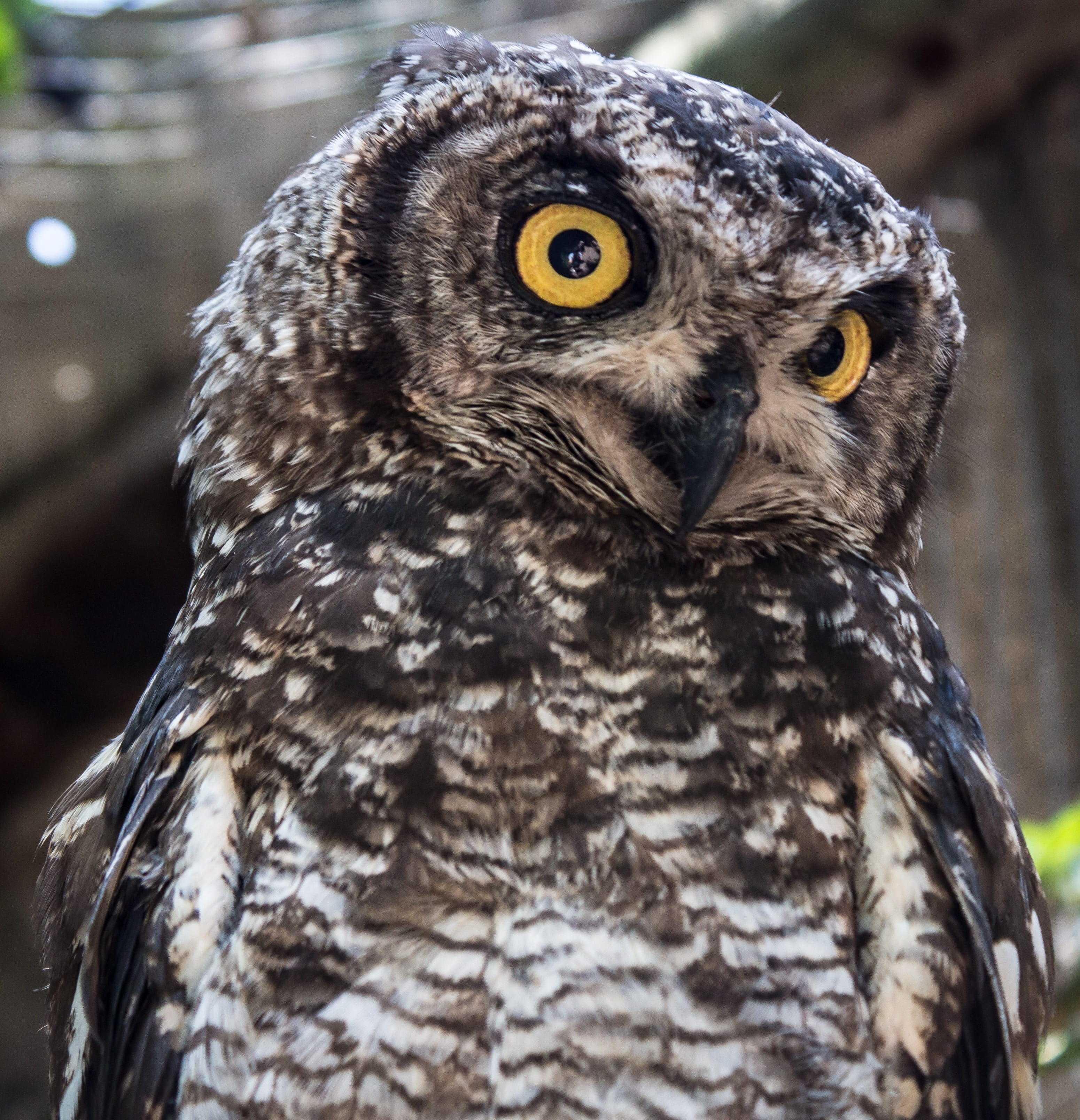 focus on foreground, yellow eyes, wildlife, bird, 2K, animal wildlife, day, owl, vertebrate, cute, sweet, beak, animal body part, wings, feather, head, Phone HD Wallpaper