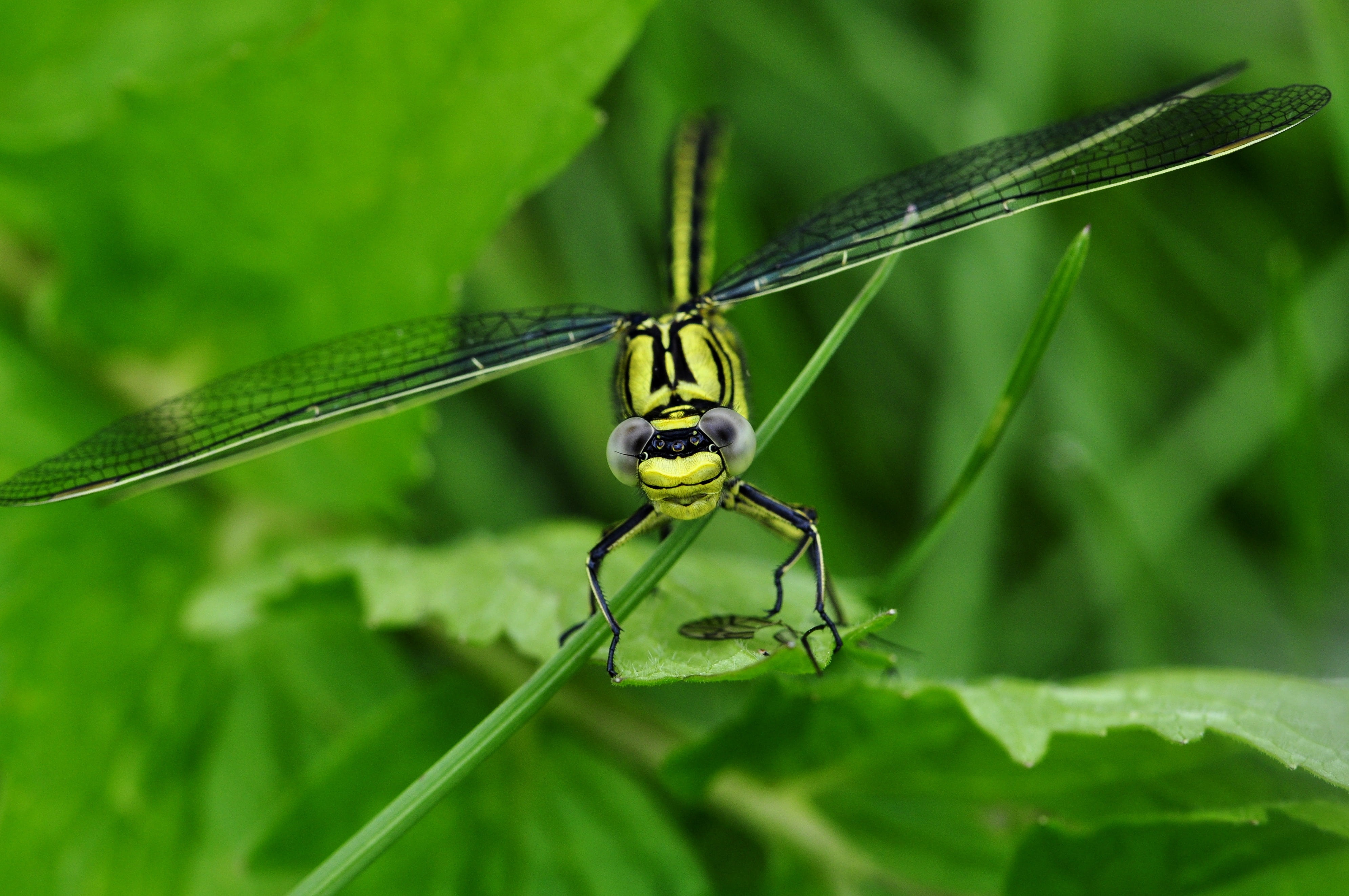 animal body part, dragonfly, day, plant, focus on foreground, predatory insect, blade of grass, invertebrate, animal wildlife, close-up, leaves, animal themes, HD Wallpaper