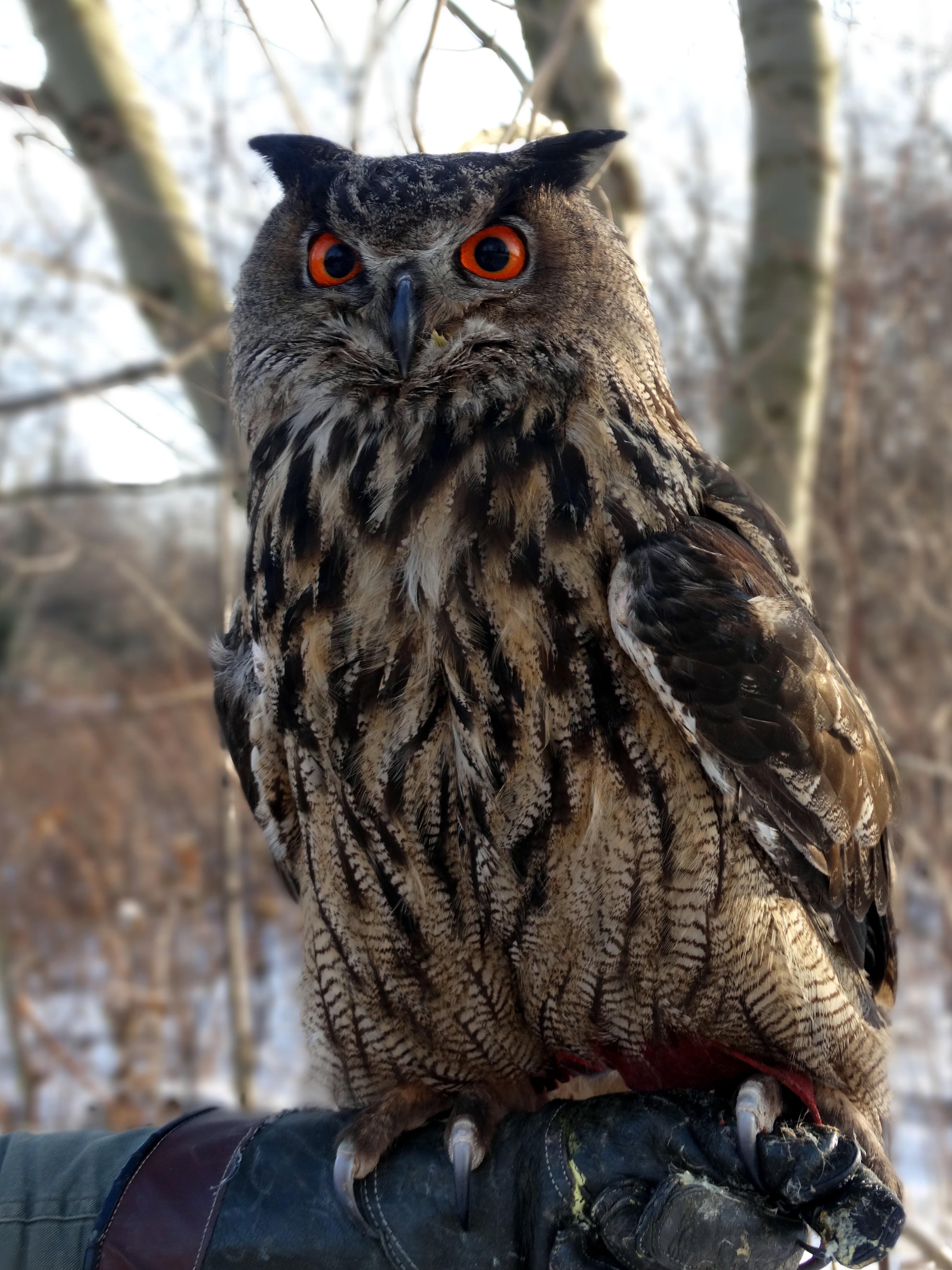 outdoors, portrait, pharaoh eagle owl, yellow eyes, 5K, focus on foreground, tree, looking at camera, perching, close-up, predatory, nature, animals in the wild, Phone HD Wallpaper