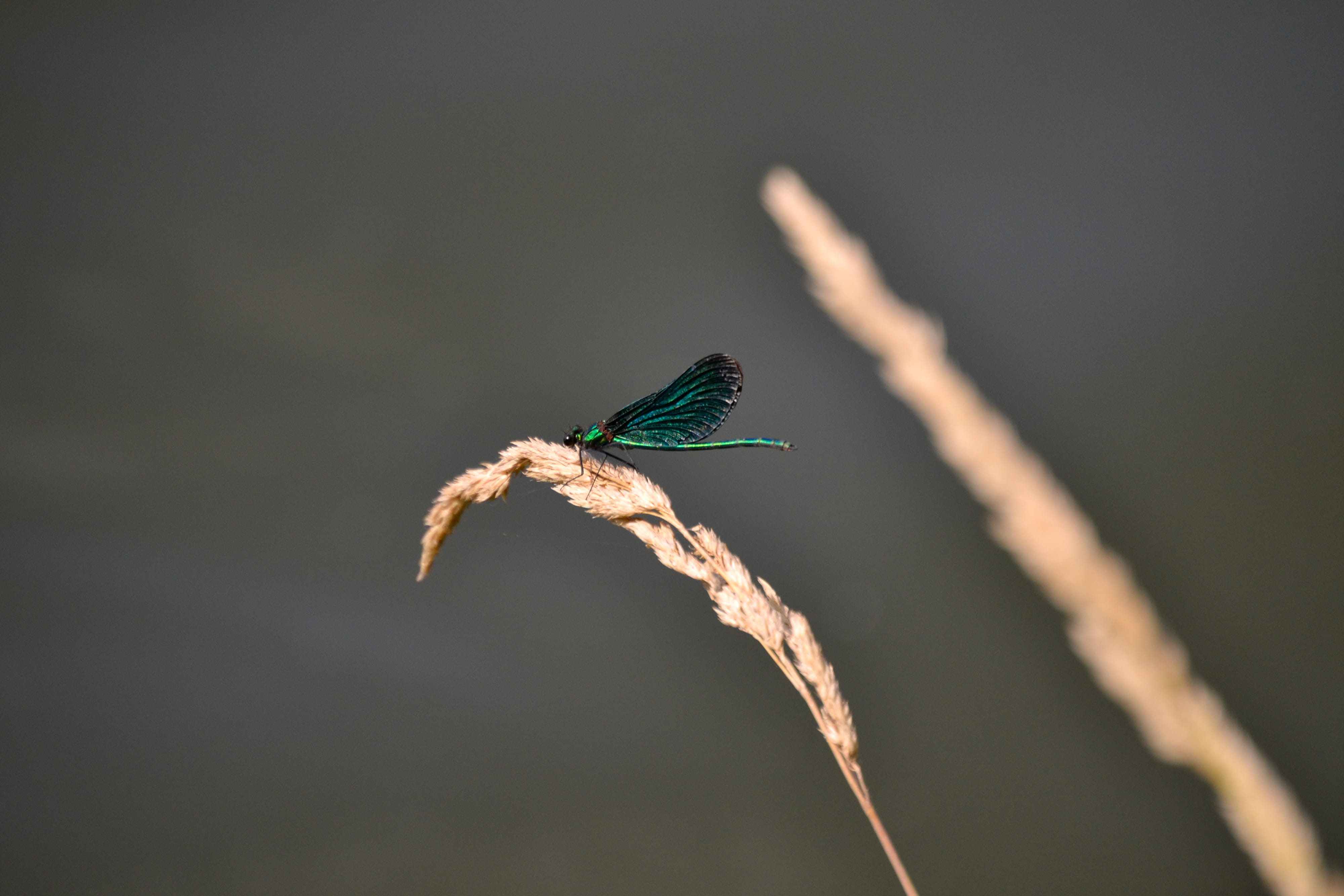 flight insect, animal, twig, 4K, selective focus, nature, close-up, animal wing, full length, outdoors, beauty in nature, animal themes, beauty, one animal, HD Wallpaper