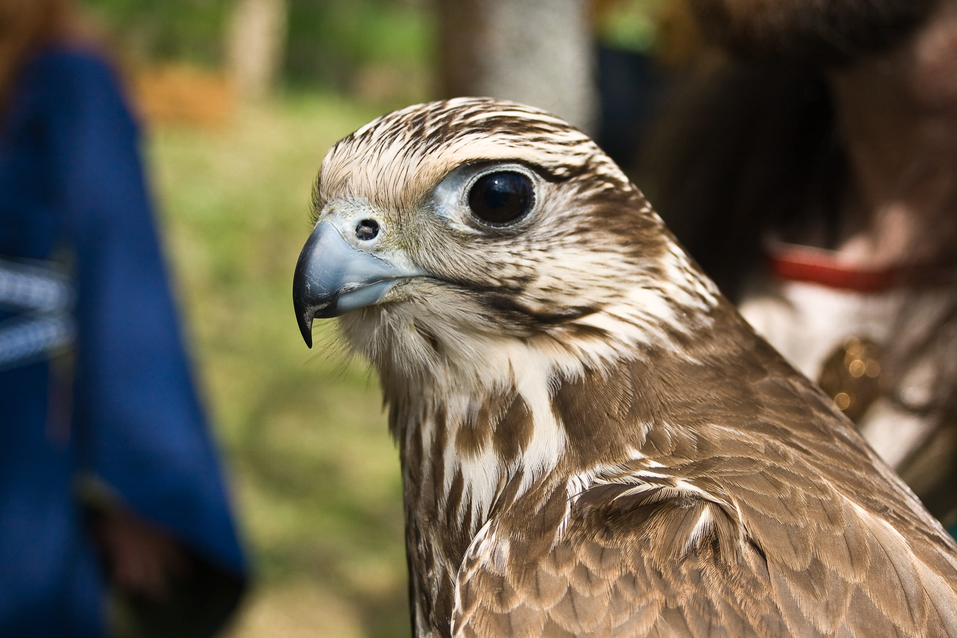 bird of prey, hunter, looking, beak, bird, focus on foreground, close-up, feather, animals in the wild, nature, profile view, animal wildlife, animal eye, HD Wallpaper
