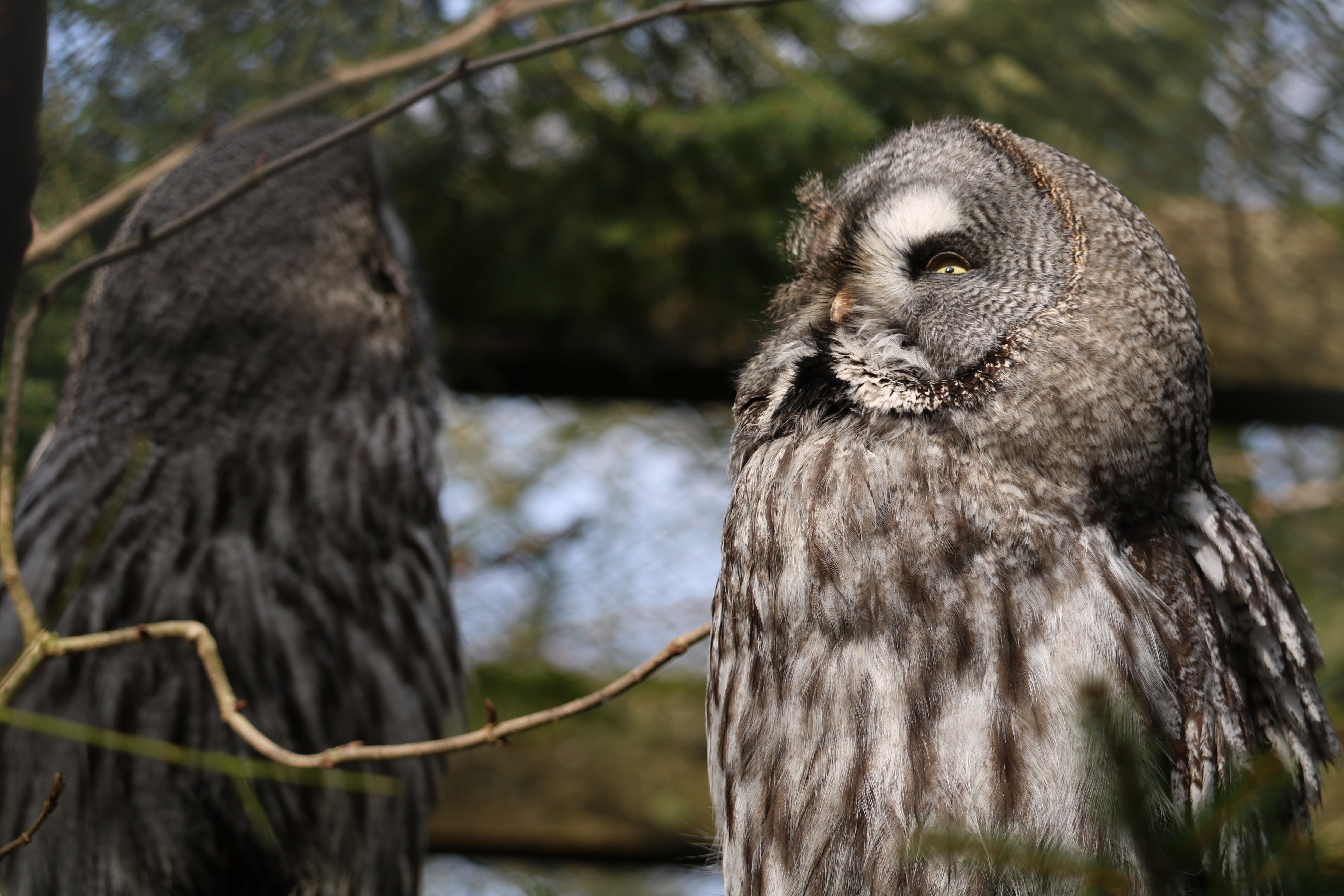 no people, vertebrate, animal themes, branch, animal world, feather, looking, forest, bird of prey, attention, tree, bird, tired, predator, close-up, looking away, HD Wallpaper