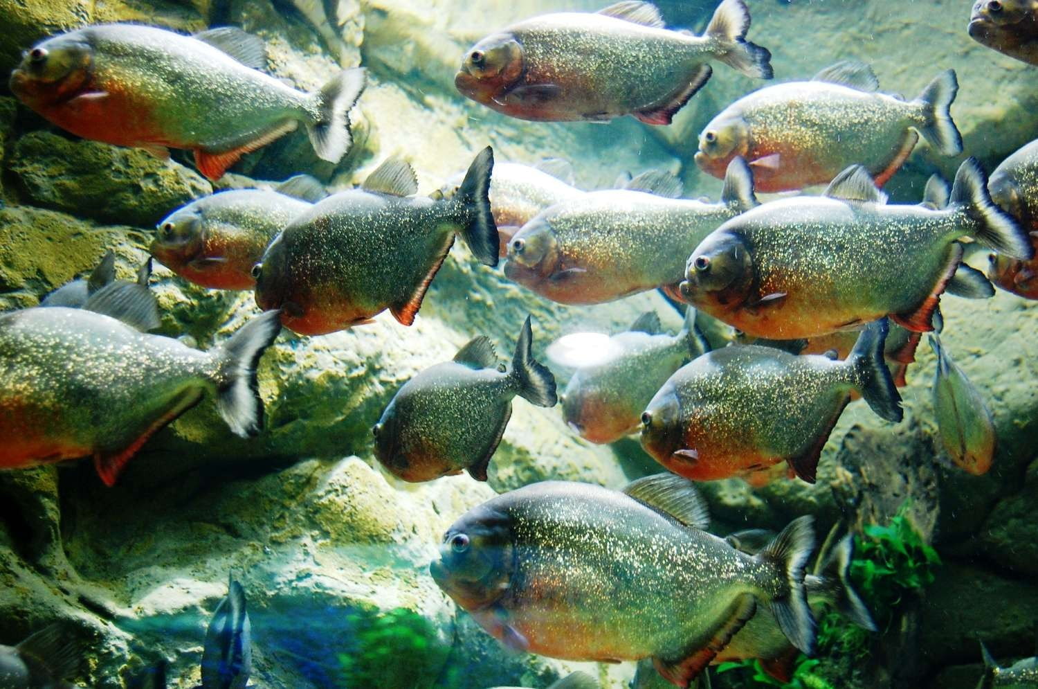 animal wildlife, animal, 720P, marine, water, fish, pebble, school of fish, nature, animals in captivity, swimming, underwater, Piranha, animal themes, HD Wallpaper