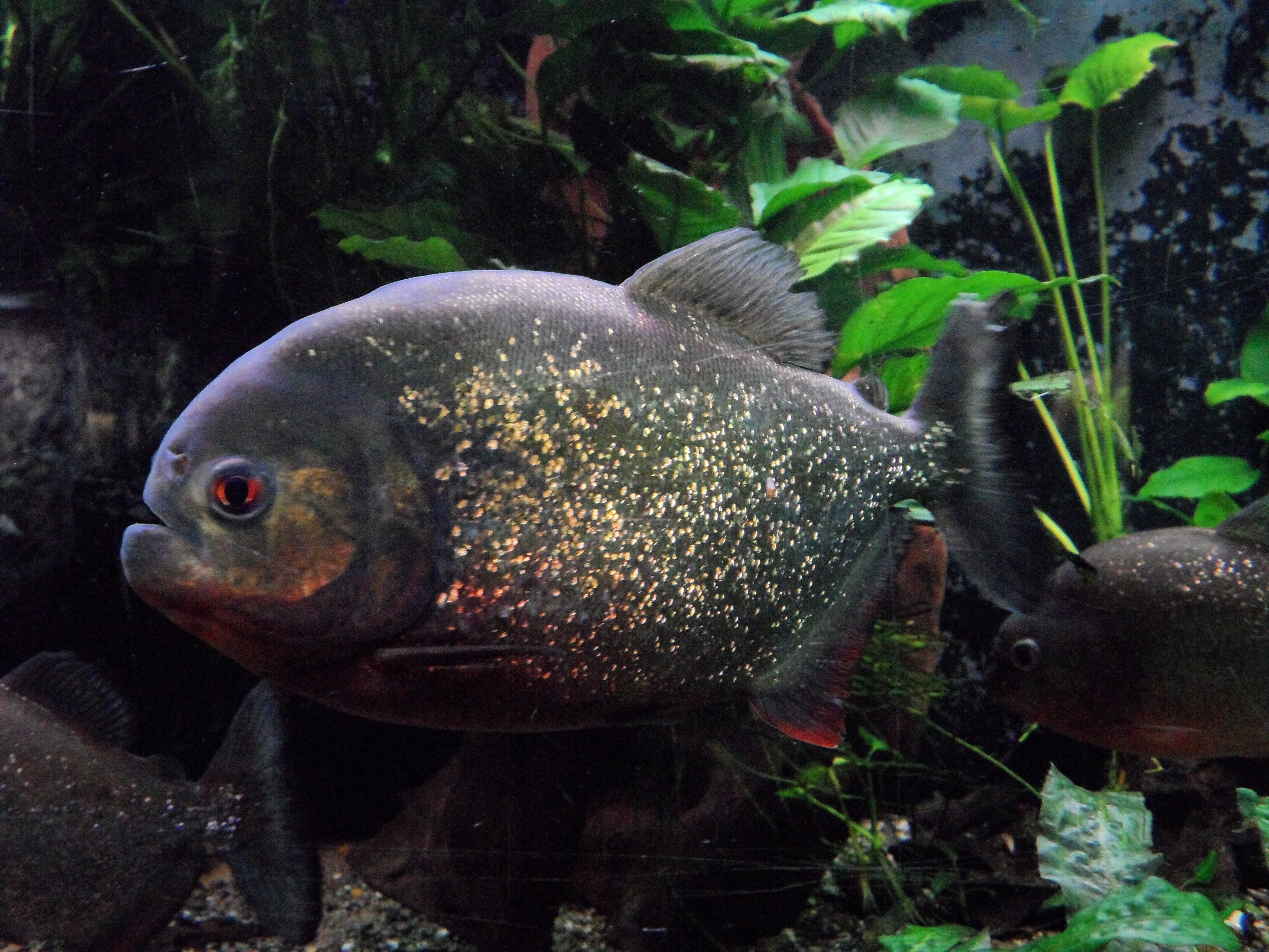 fish, animals in the wild, vertebrate, outdoors, underwater, zoo, animal themes, swimming, 4K, no people, predator, water, animal wildlife, aquarium, sea life, HD Wallpaper