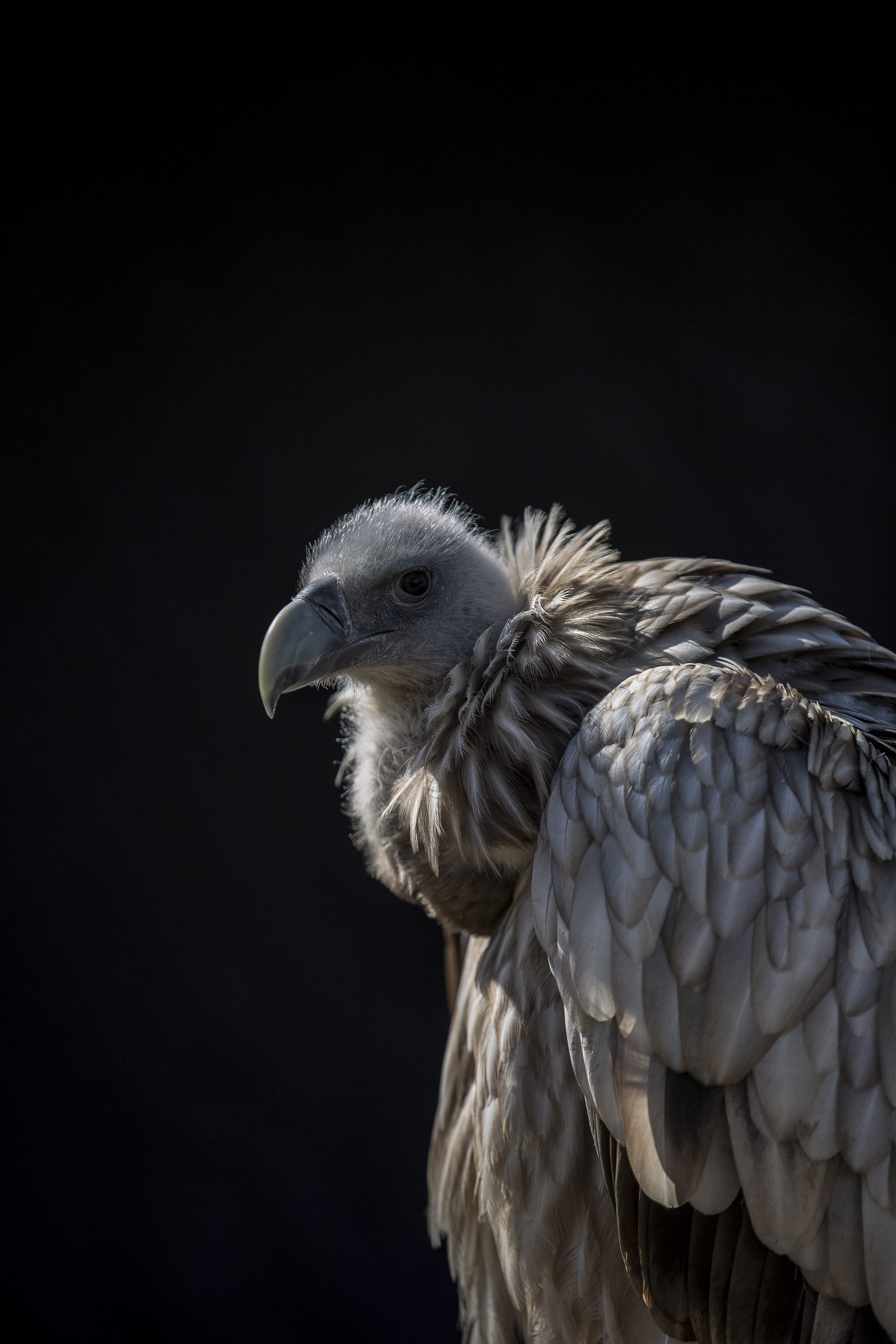 vulture, wild, wilderness, landing, brown, looking, grey, copy space, animal, background, sunlight, beak, studio shot, one animal, standing, falcon - bird, Phone HD Wallpaper