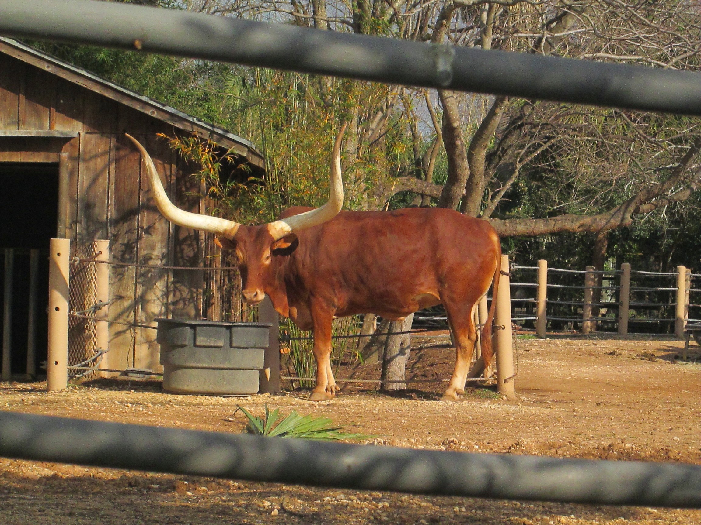 near, 1080P, caged, animals, herbivorous, livestock, captive, zoo, large, captivity, architecture, huge, daytime, boundary, cattle, day, outdoors, horn, HD Wallpaper