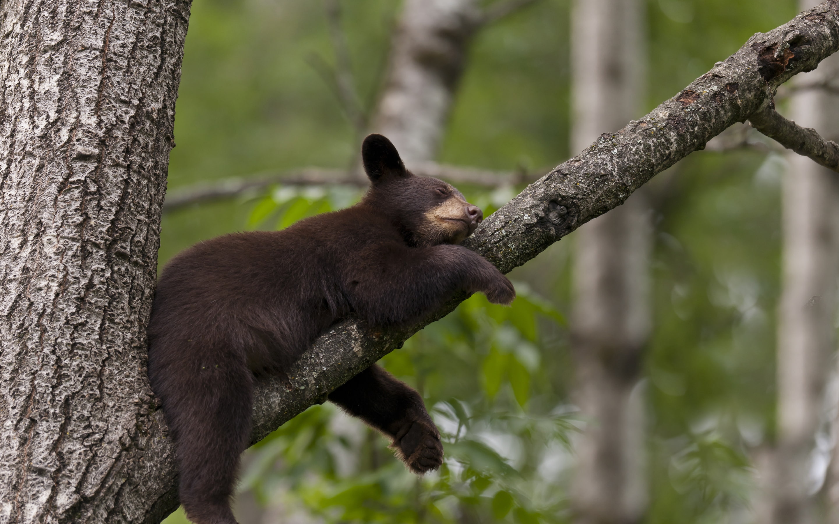 little, 2K, bear, sleeping, HD Wallpaper