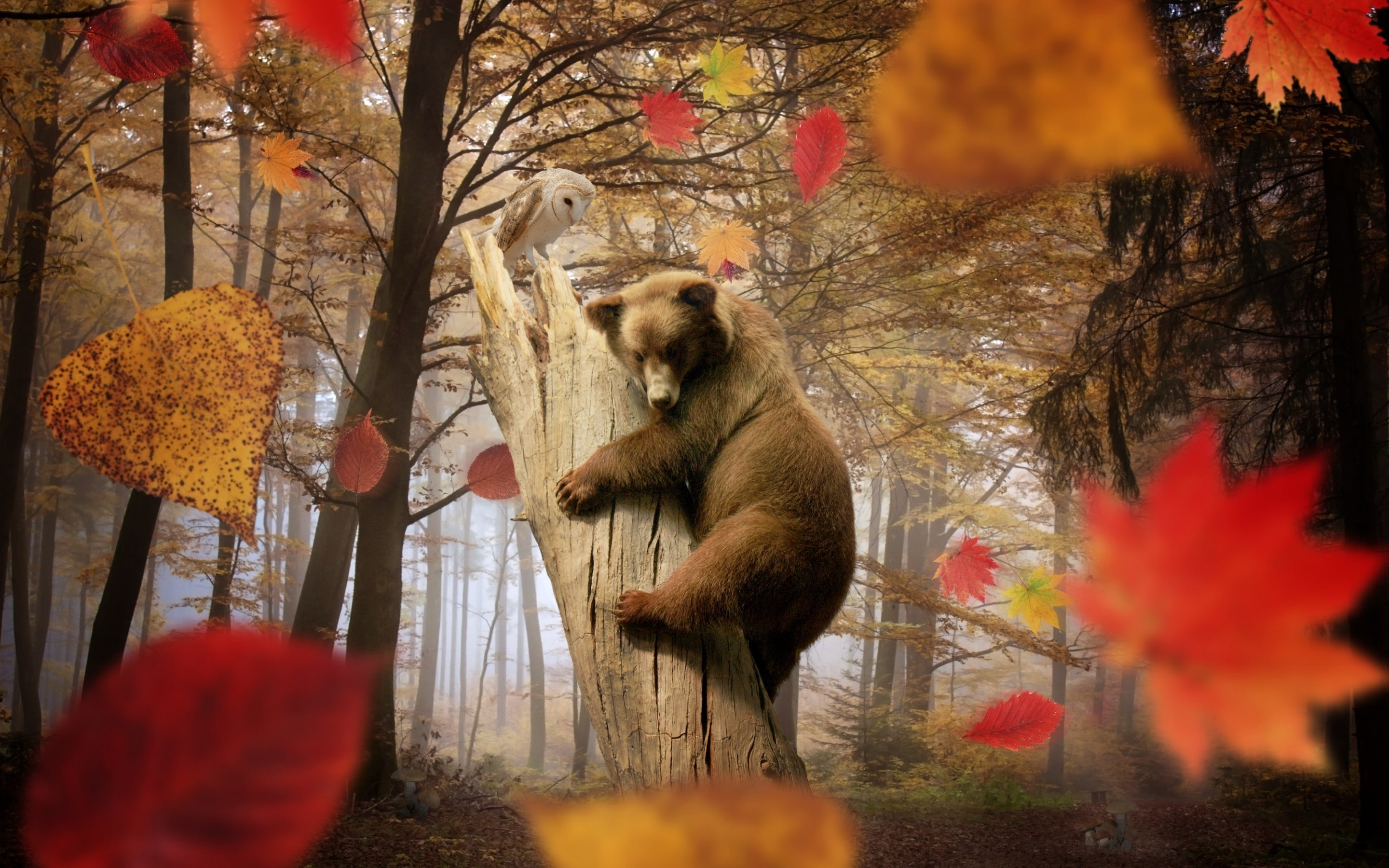 cute, playing, little, 2K, bear, HD Wallpaper