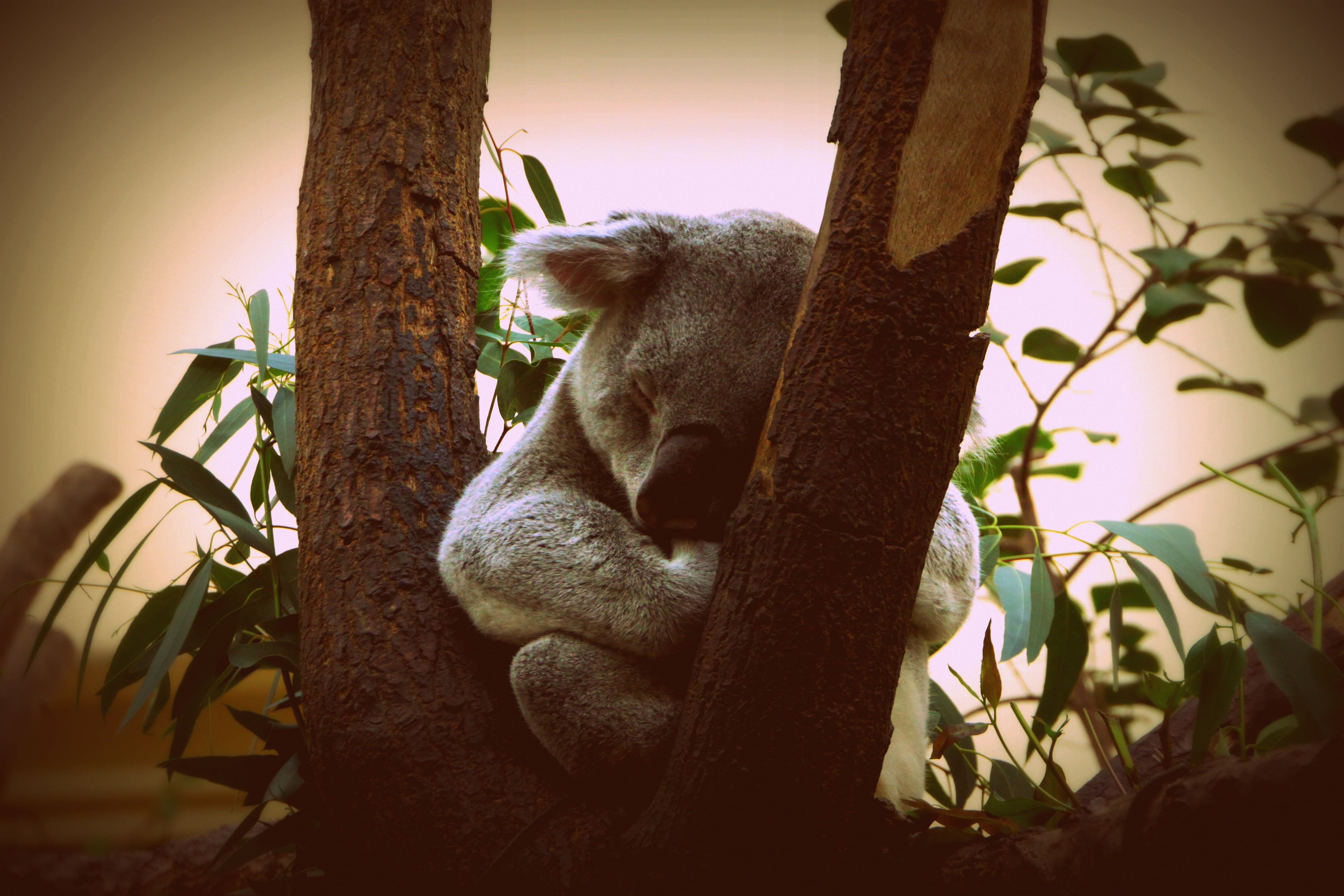 mammal, one animal, animals in the wild, close-up, koala, sleeping, animal, nature, animal wildlife, australia, tree, little bear, trunk, puppy, 4K, relaxation, HD Wallpaper