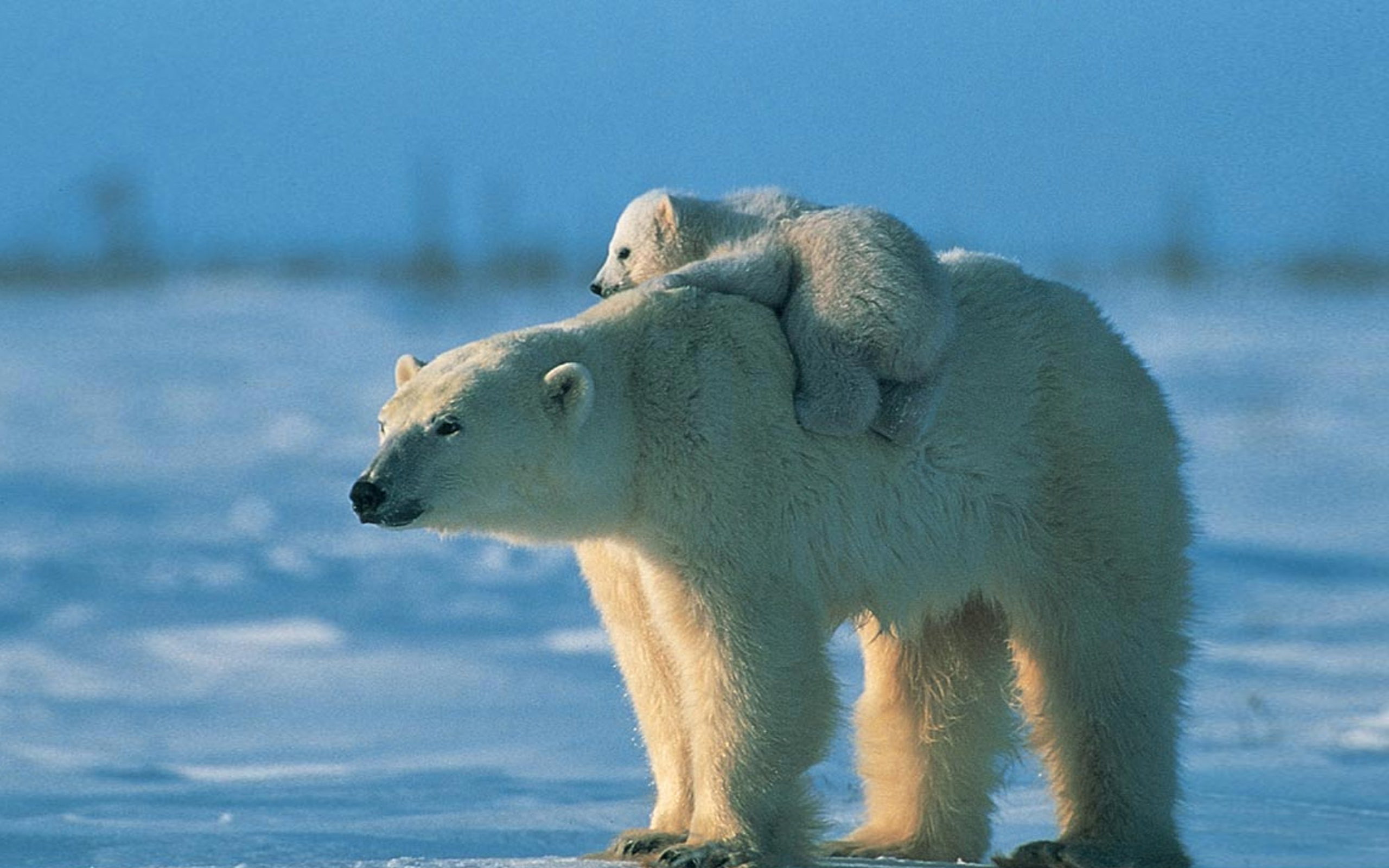 bear, unable, mother, back, 2K, follow, white, little, polar, climbing, HD Wallpaper