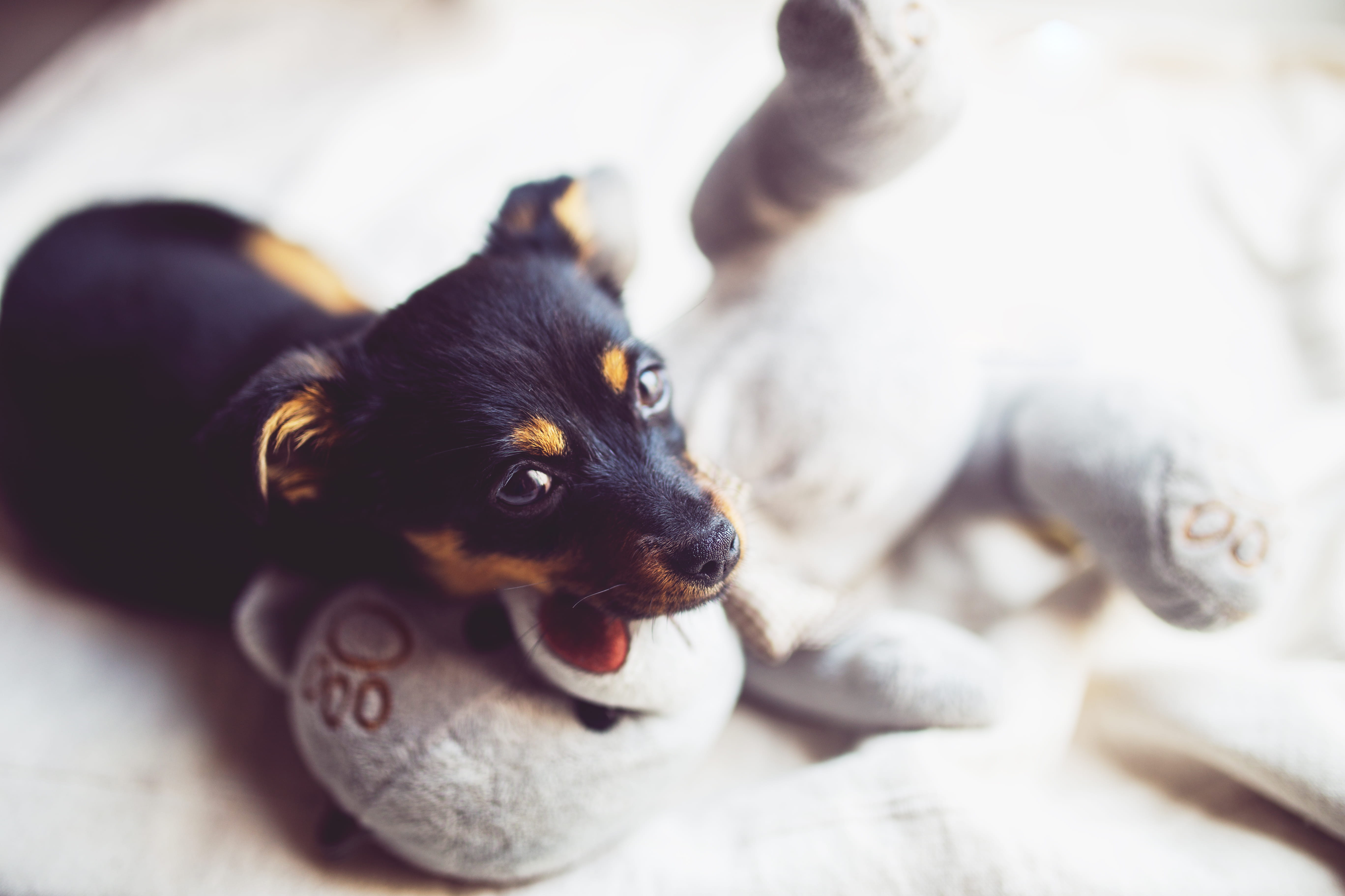 small, portrait, day, focus on foreground, fur, animal head, young animal, young, no people, animal themes, chihuahua - dog, looking, domestic animals, HD Wallpaper