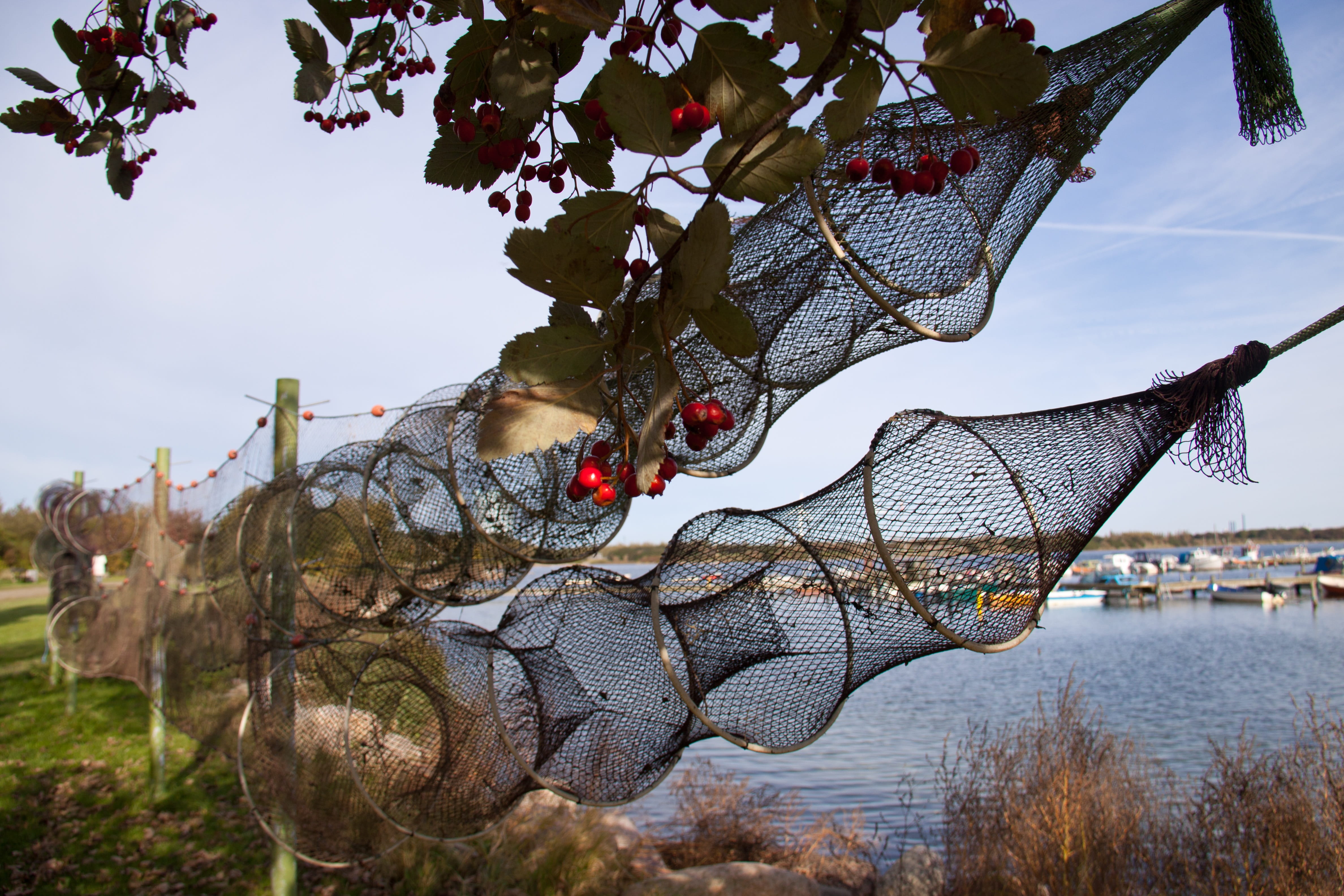 outdoors, Traps, fishing industry, denmark, growth, no people, maritime, branch, sums, food, Hvidovre, tree, sea, Eal, day, food and drink, leaf, Fishery, HD Wallpaper
