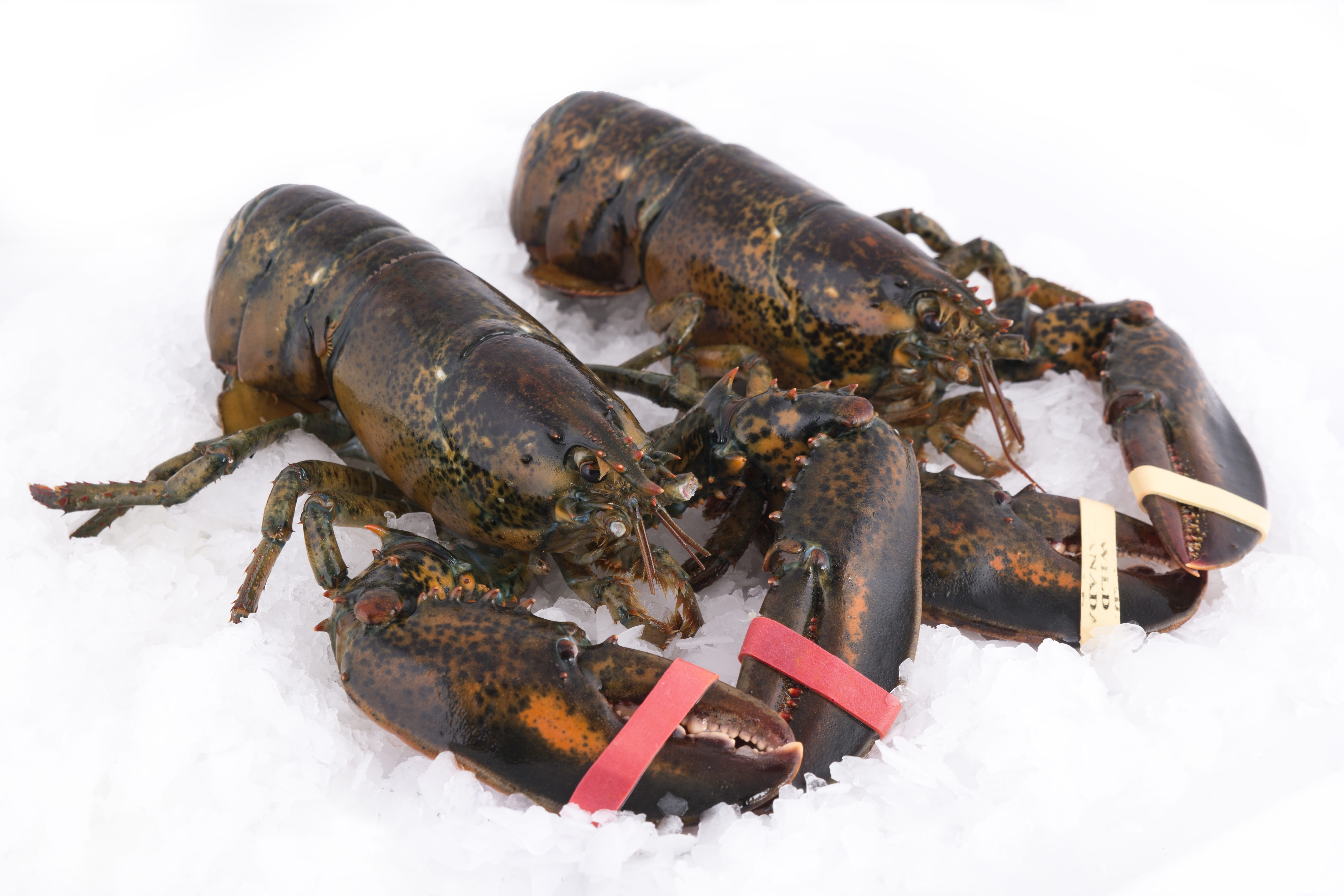 lobsters, freshness, shellfish, close-up, marine, animals in the wild, fishmonger, food, studio shot, marine animal, sales, full length, white background, HD Wallpaper