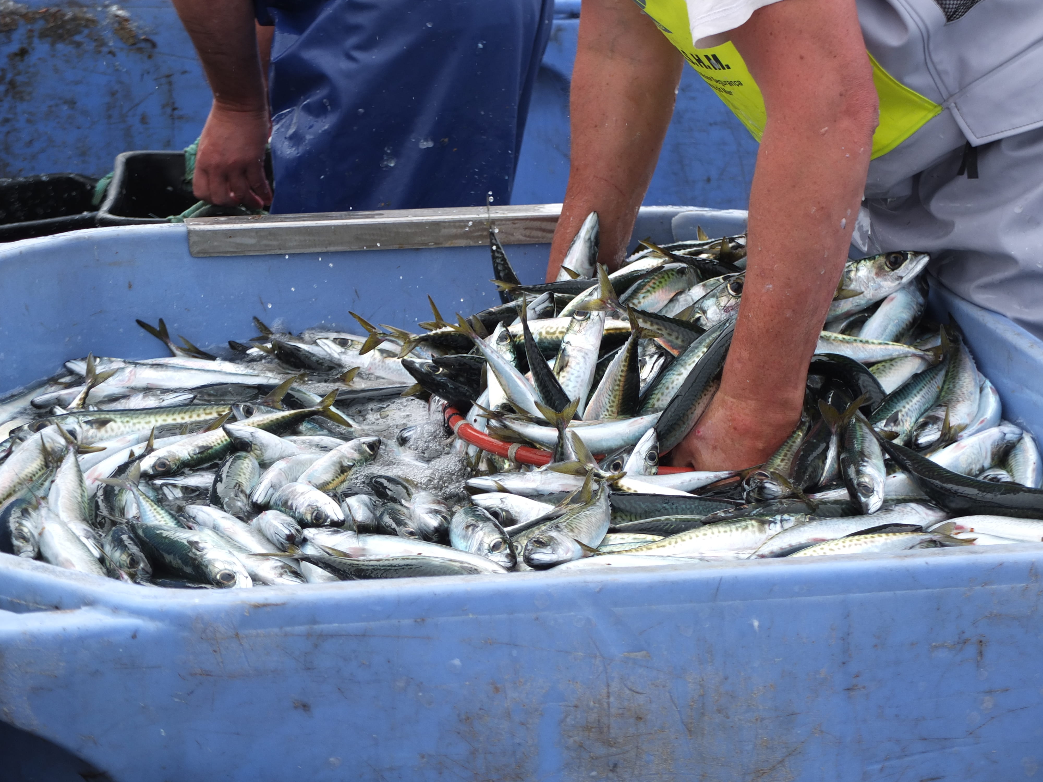 raw food, docapesca matosinhos, day, healthy eating, real people, horsemackerel, outdoors, fishing, matosinhos, freshness, 4K, catch of fish, food, sea, HD Wallpaper