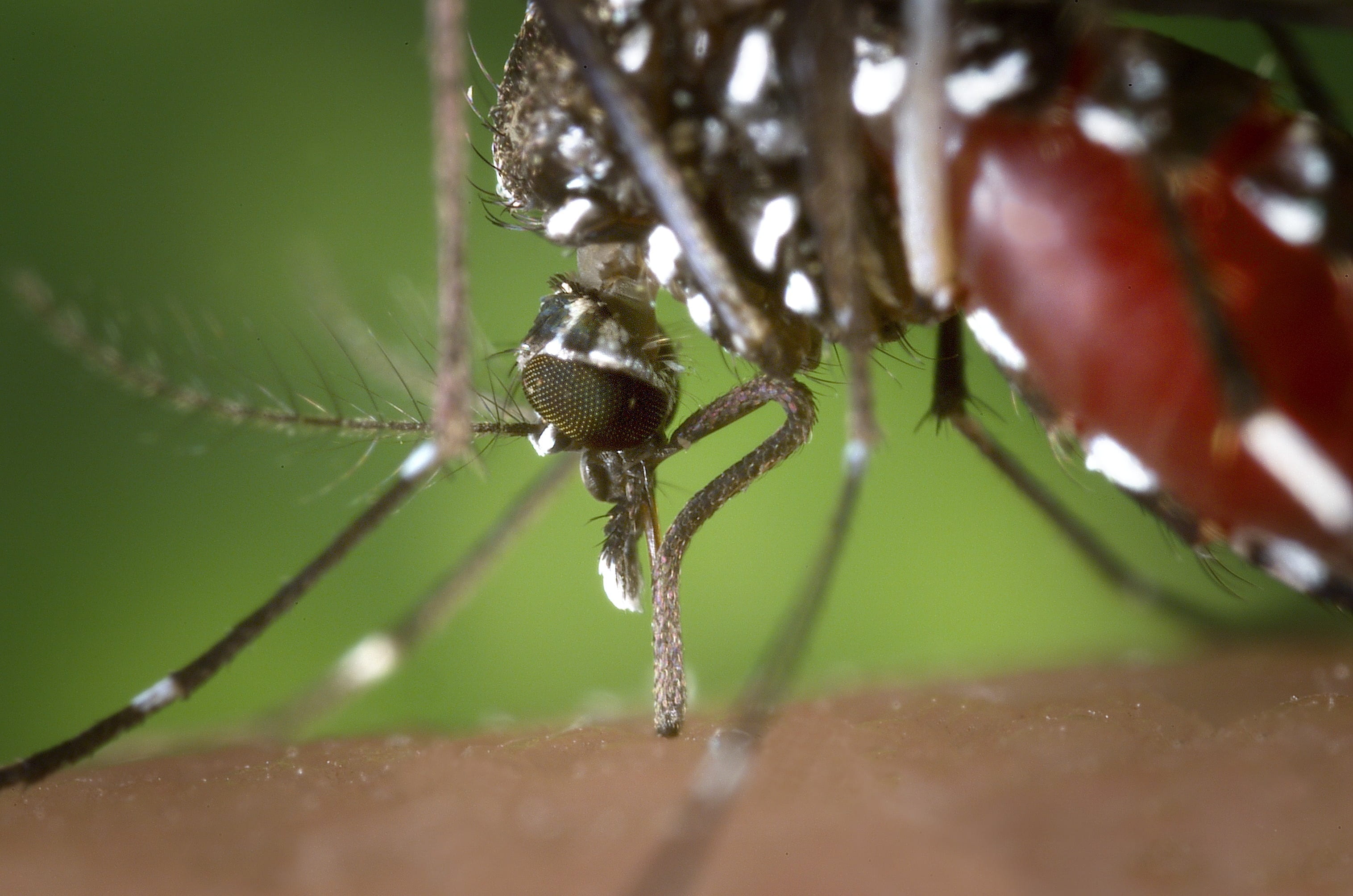 tiger, biting insect, background, vector of west nile virus, 2K, no people, leaf, spider, animal themes, asian tiger mosquito, nature, insect, HD Wallpaper