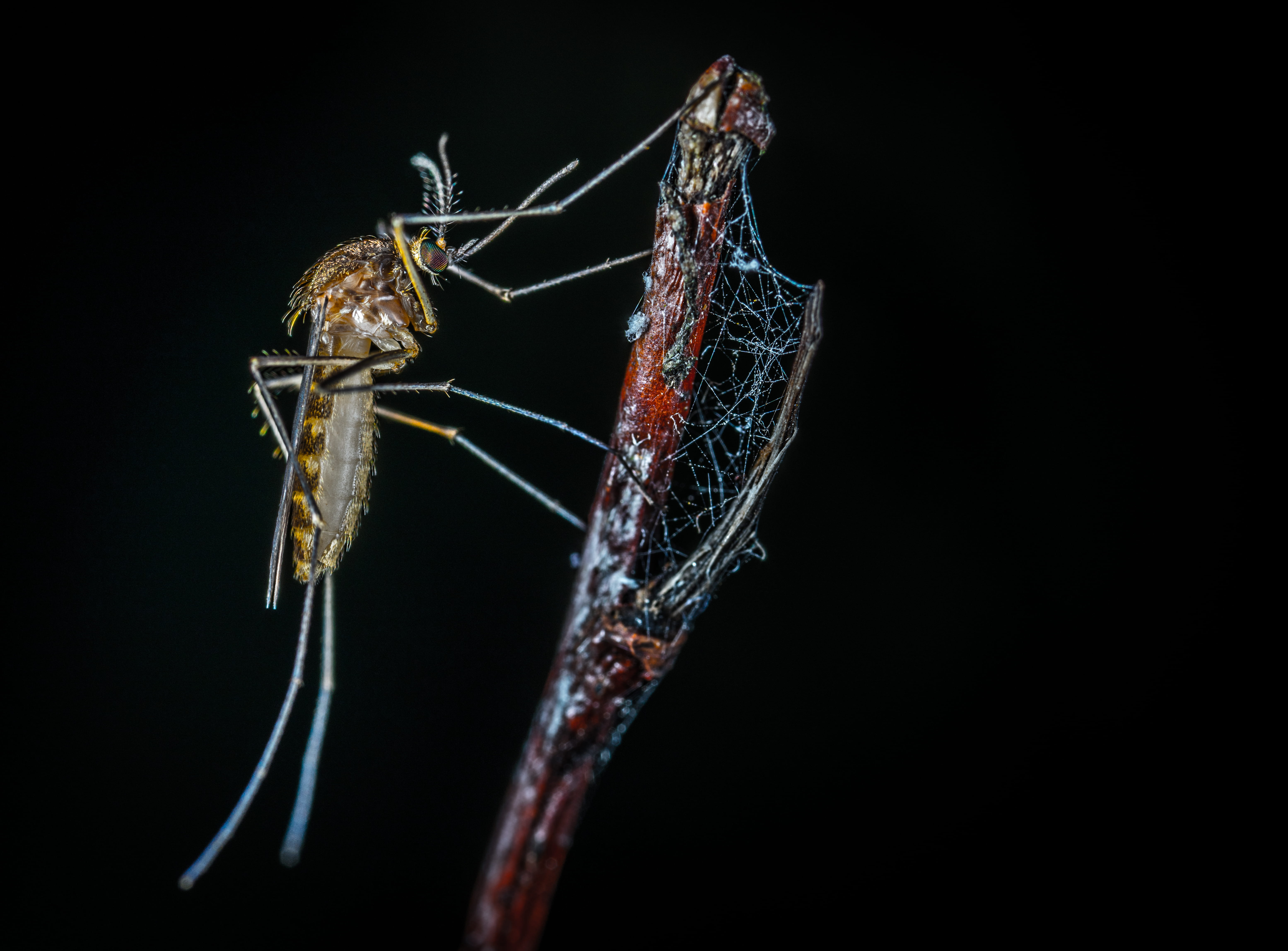 web, pest, zoology, nature, black background, little, close-up, mosquito, animal body part, insect, biology, studio shot, animal wing, wings, cut out, photography, HD Wallpaper