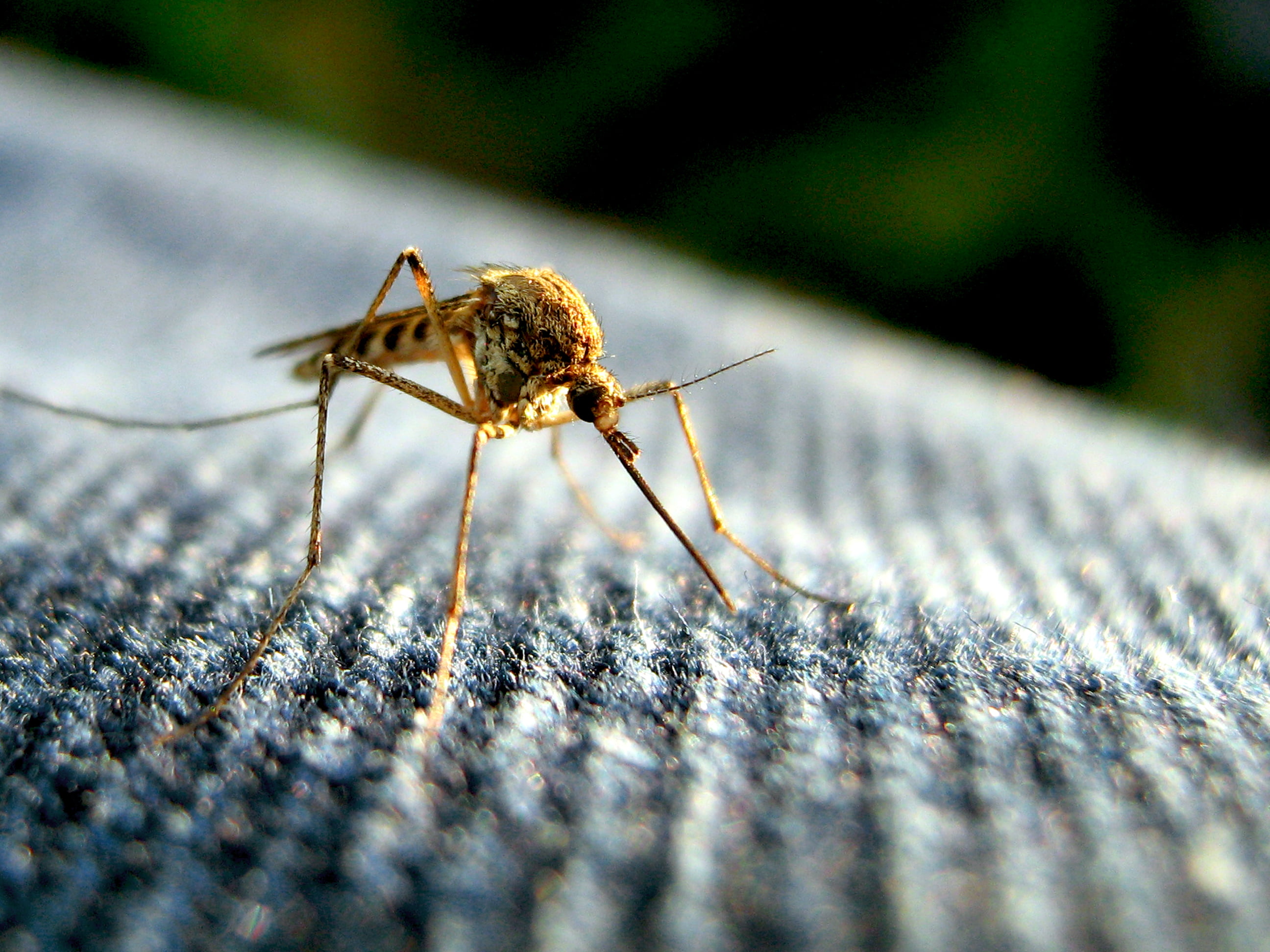 nature, close-up, brown, macro, gray, animal, black, 2K, Mosquito, textile, jeans, insect, HD Wallpaper