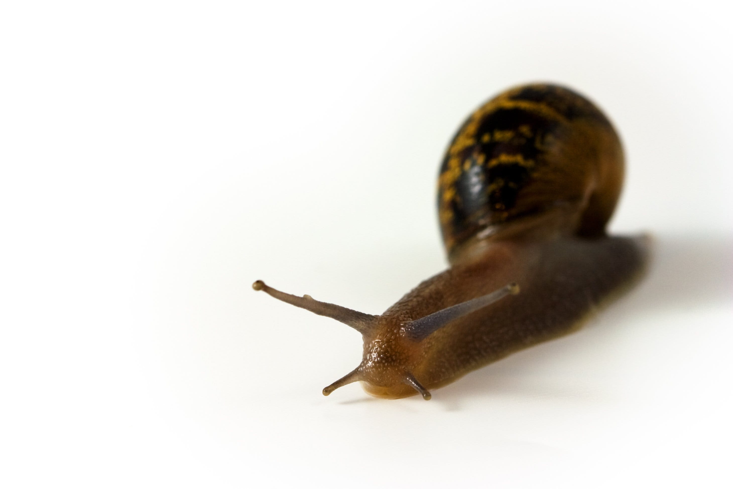 Animal, white background, copy space, Shell, no people, tentacle, zoology, shell, 2K, reflection, escargot, small, animal body part, eco, cut out, invertebrate, HD Wallpaper