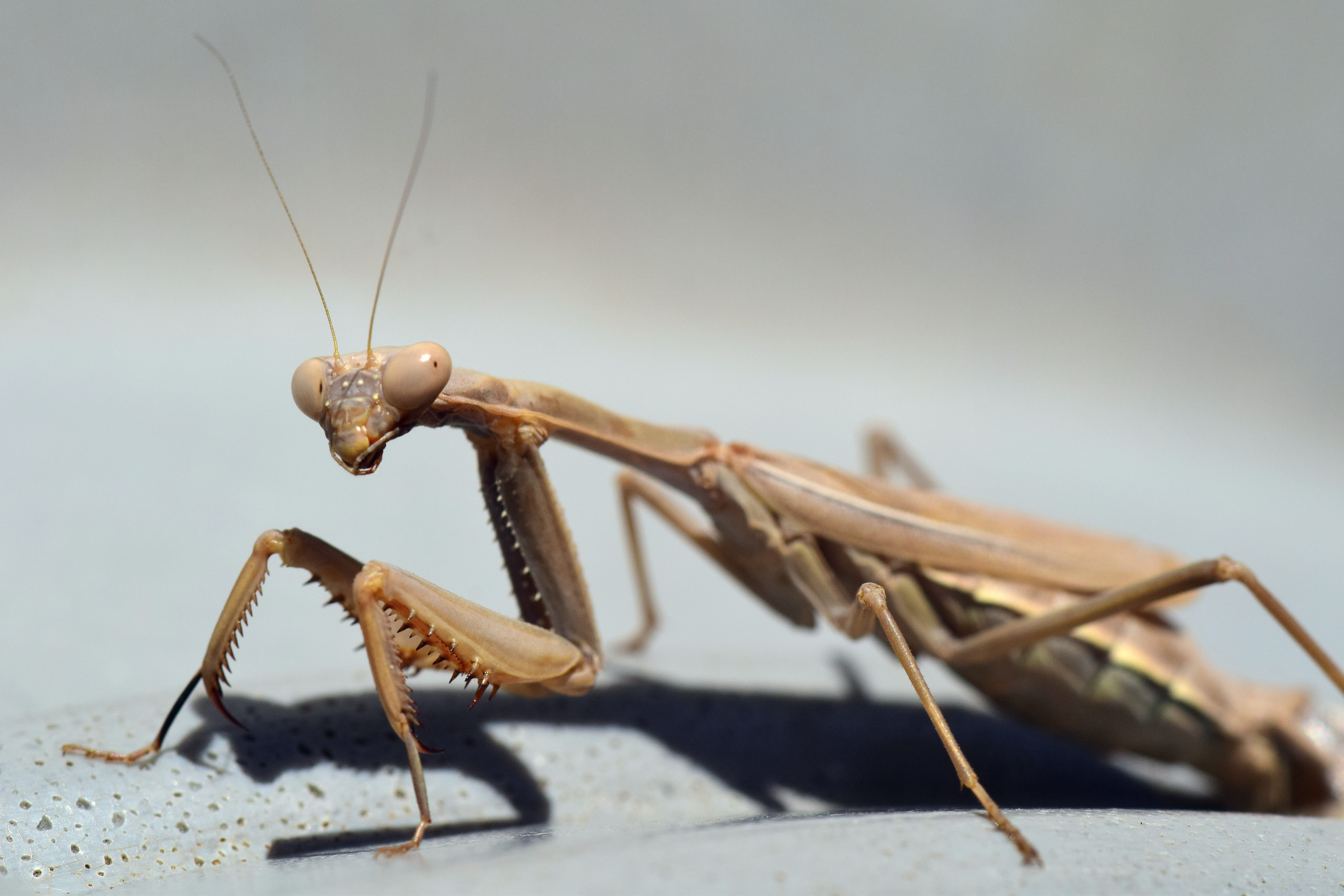 insect, copy space, one animal, 5K, day, animal body part, no people, selective focus, european mantis, brown, nature, probe, close-up, focus on foreground, HD Wallpaper