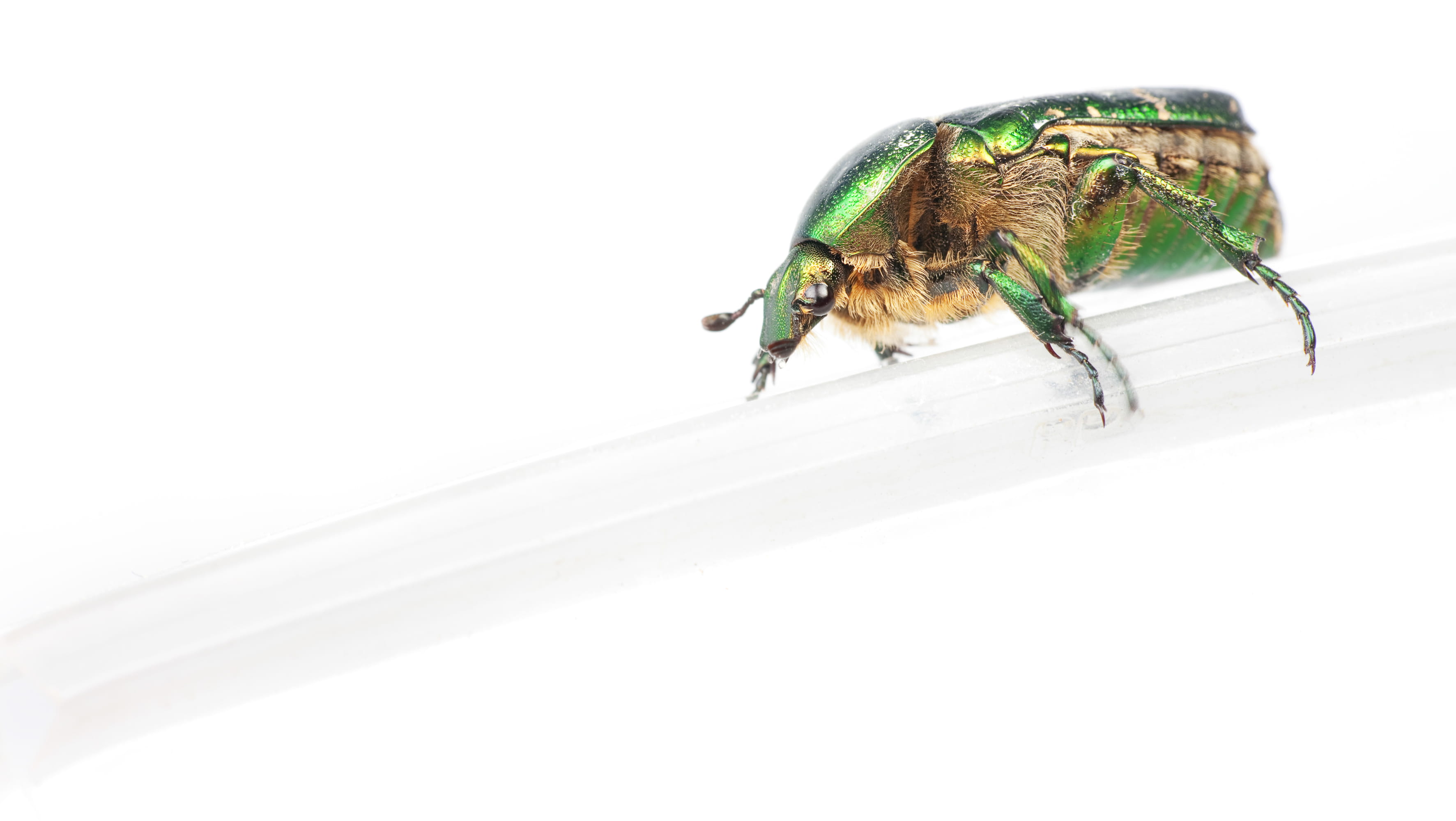 nature, edgarpoe, insect, 2K, animals in the wild, invertebrate, animal, scarabaeus, chafer, studio shot, green, metamorphosis, green color, close-up, HD Wallpaper