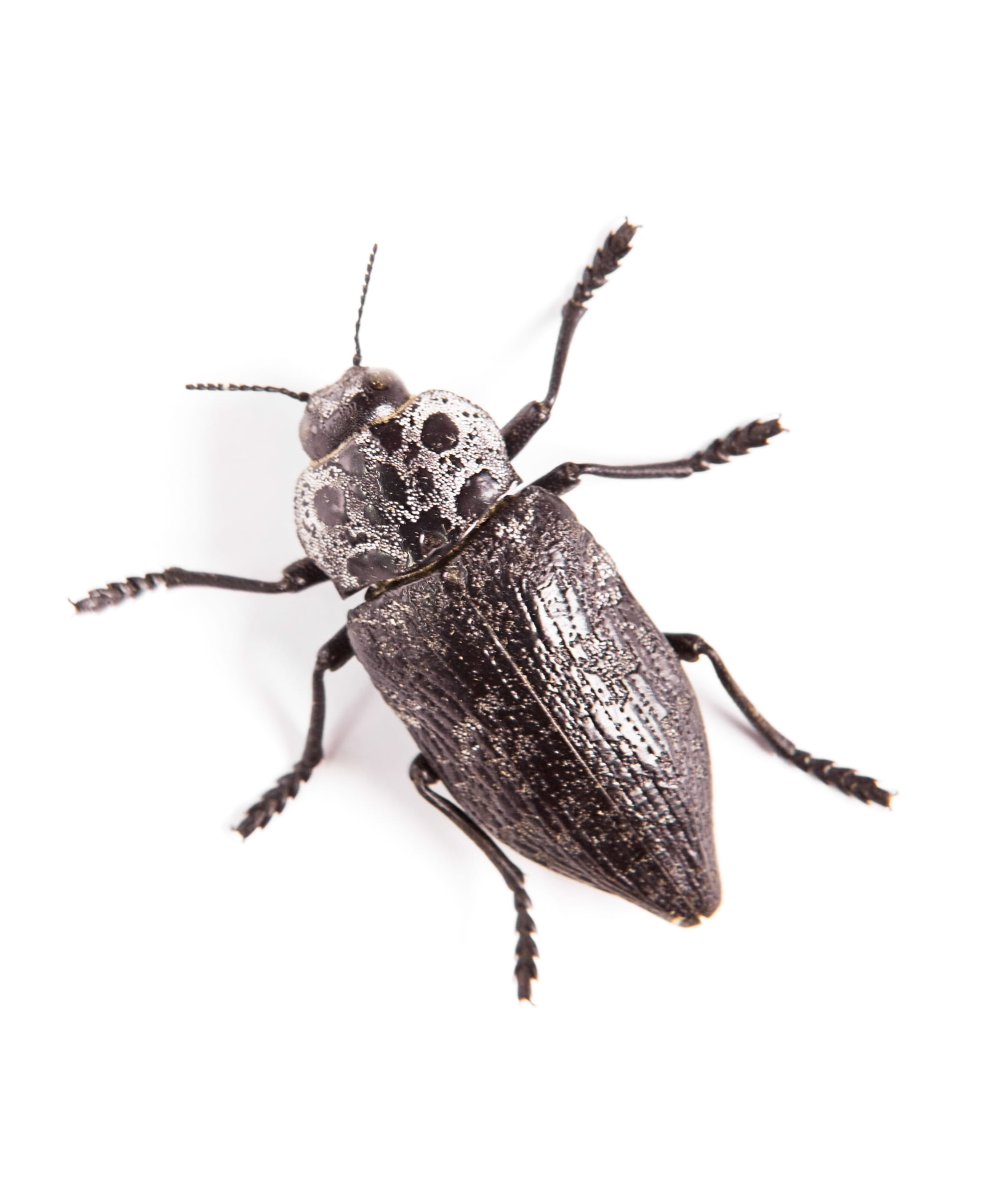 macro, copy space, beetle, cut out, zoology, animal body part, nobody, bug, white, animal, invertebrate, studio shot, animal wildlife, nature, insect, indoors, Phone HD Wallpaper