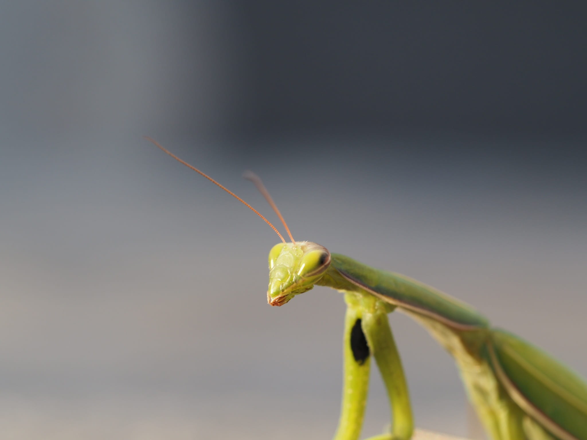 grasshopper, copy space, animals in the wild, nature, forest, green color, yellow, animal body part, invertebrate, weird, insect, meadow, green, no people, HD Wallpaper
