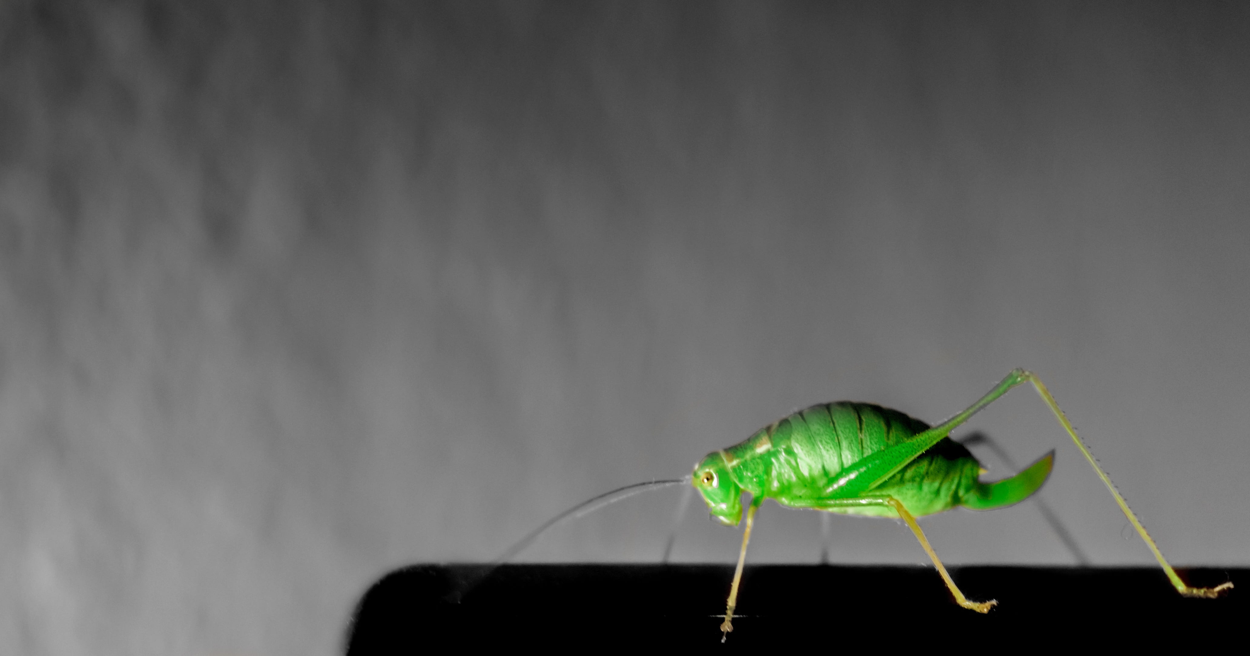 animals in the wild, animal wildlife, no people, close-up, black background, invertebrate, spot color, indoors, studio shot, copy space, animal antenna, HD Wallpaper